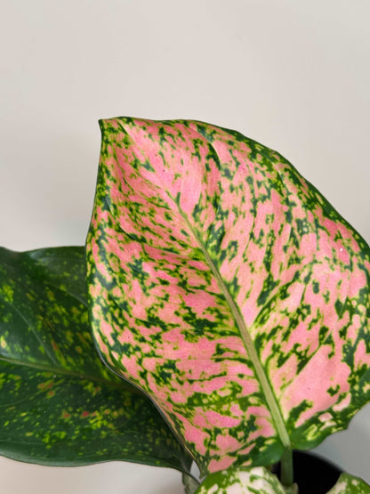 Aglaonema “Spotted Star”