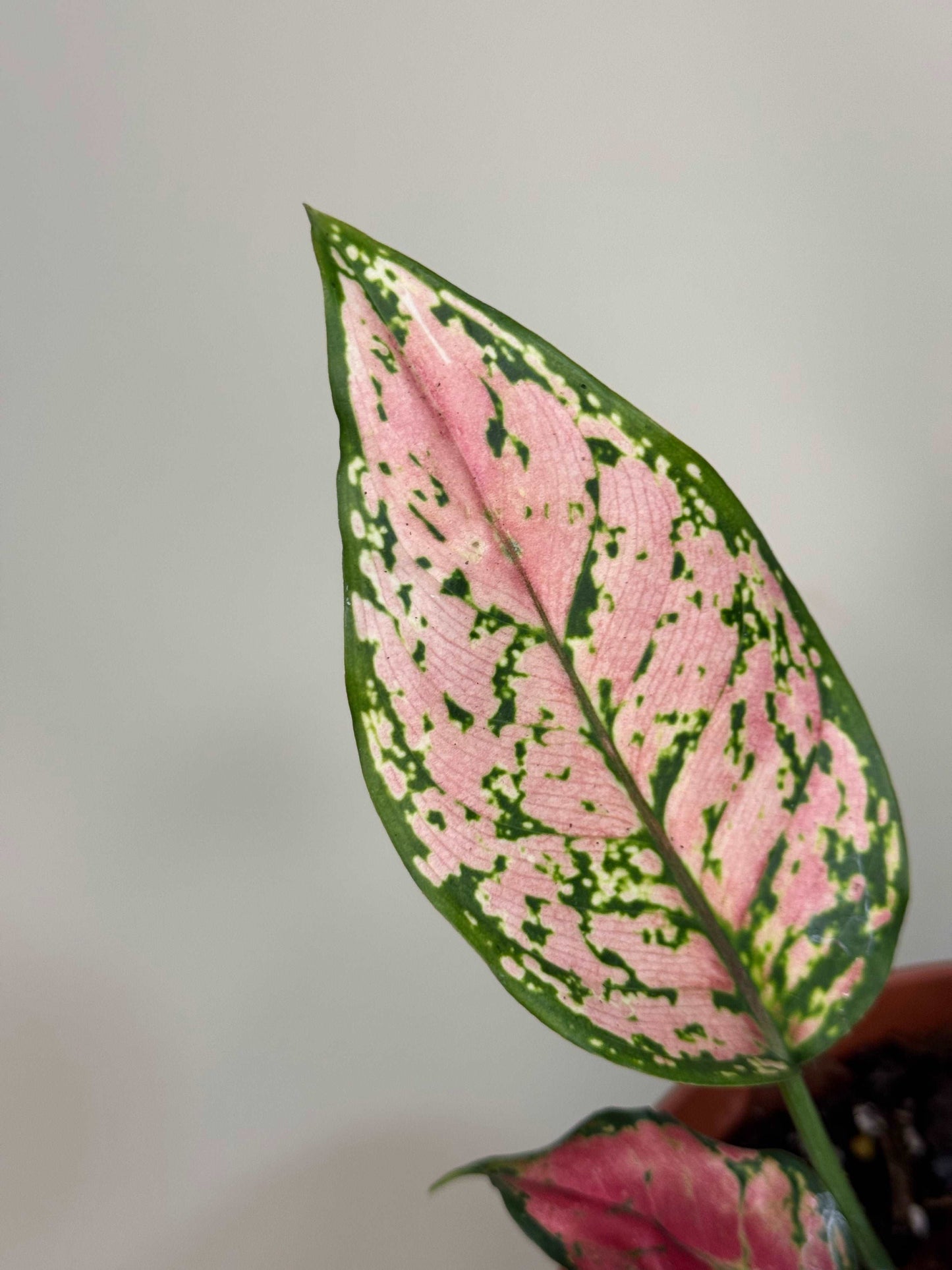 Aglaonema “Spotted Star”