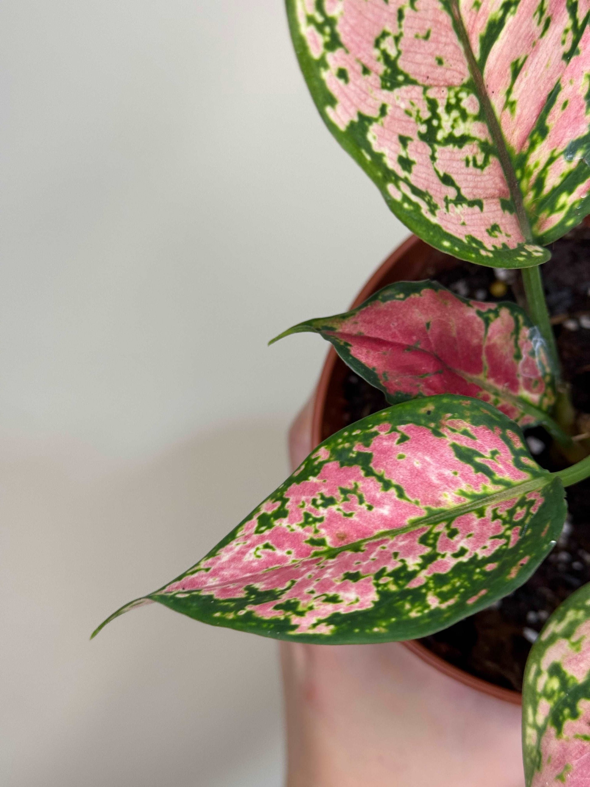 Aglaonema “Spotted Star”