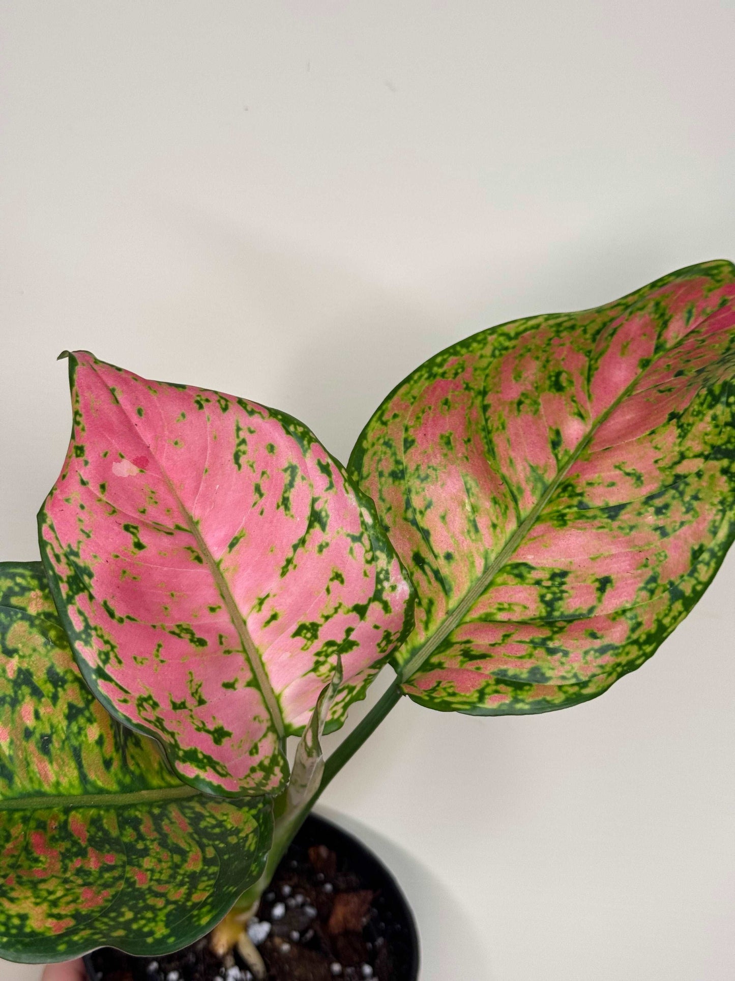 Aglaonema “Spotted Star”