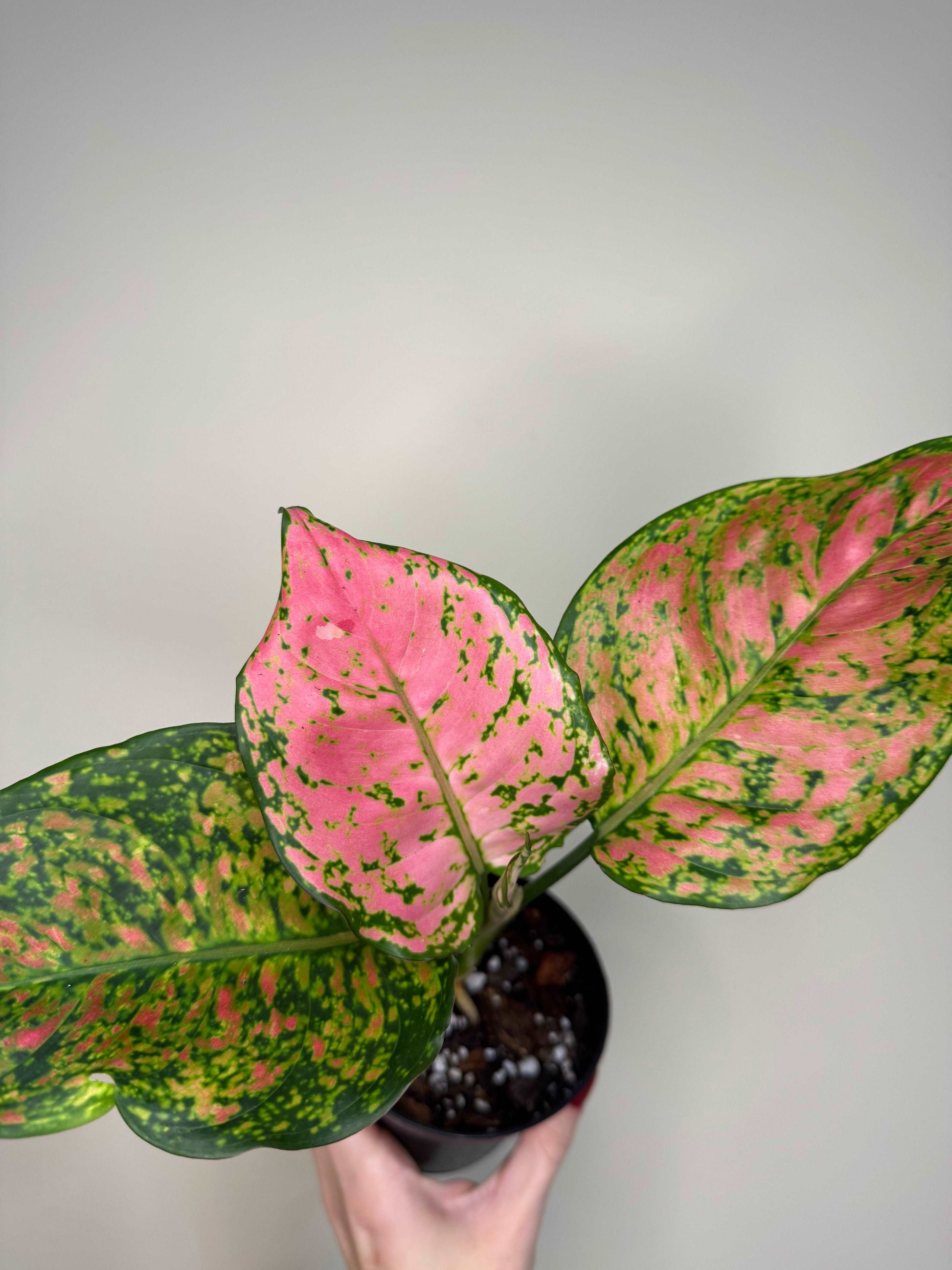 Aglaonema “Spotted Star”