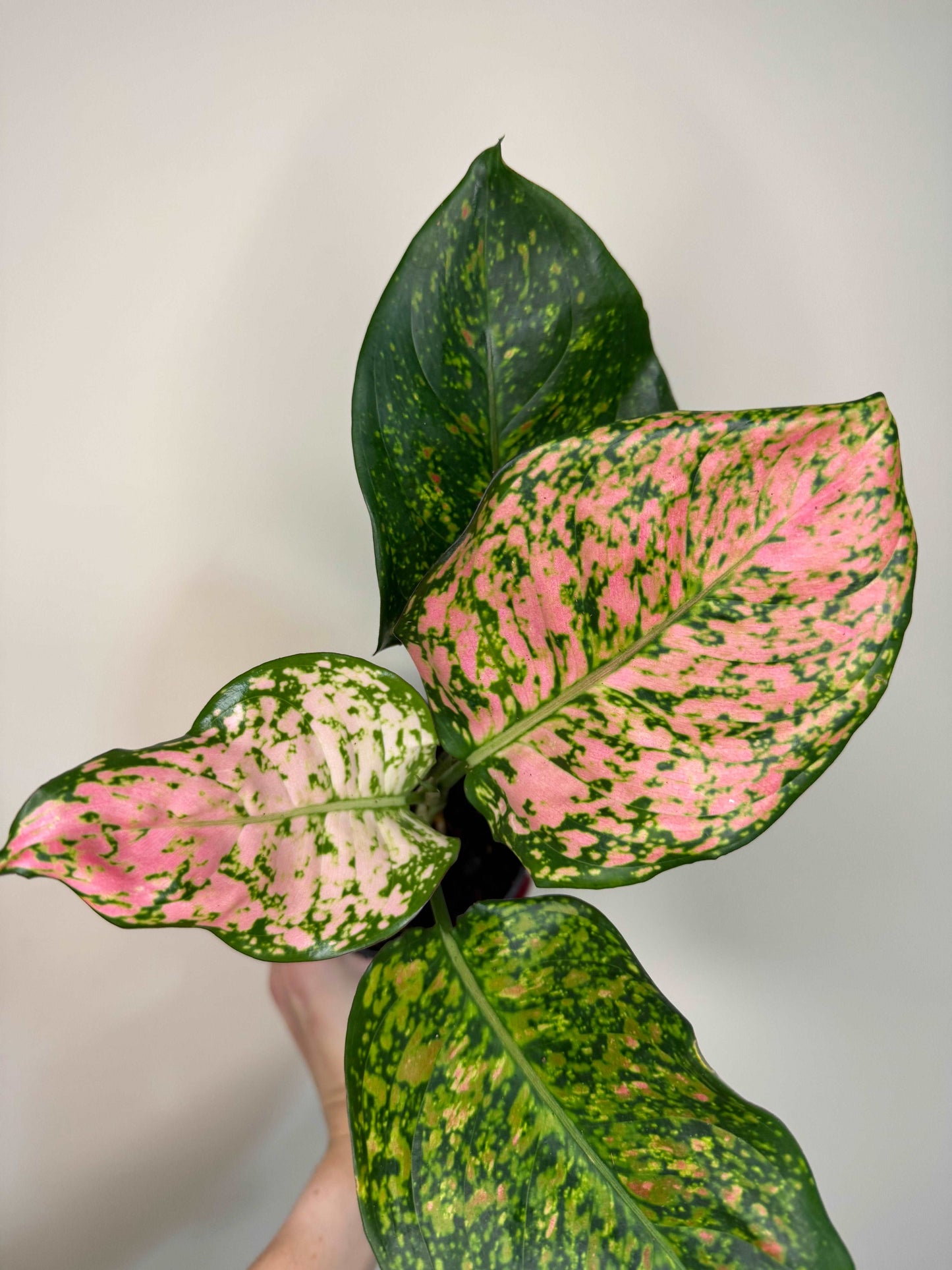 Aglaonema “Spotted Star”