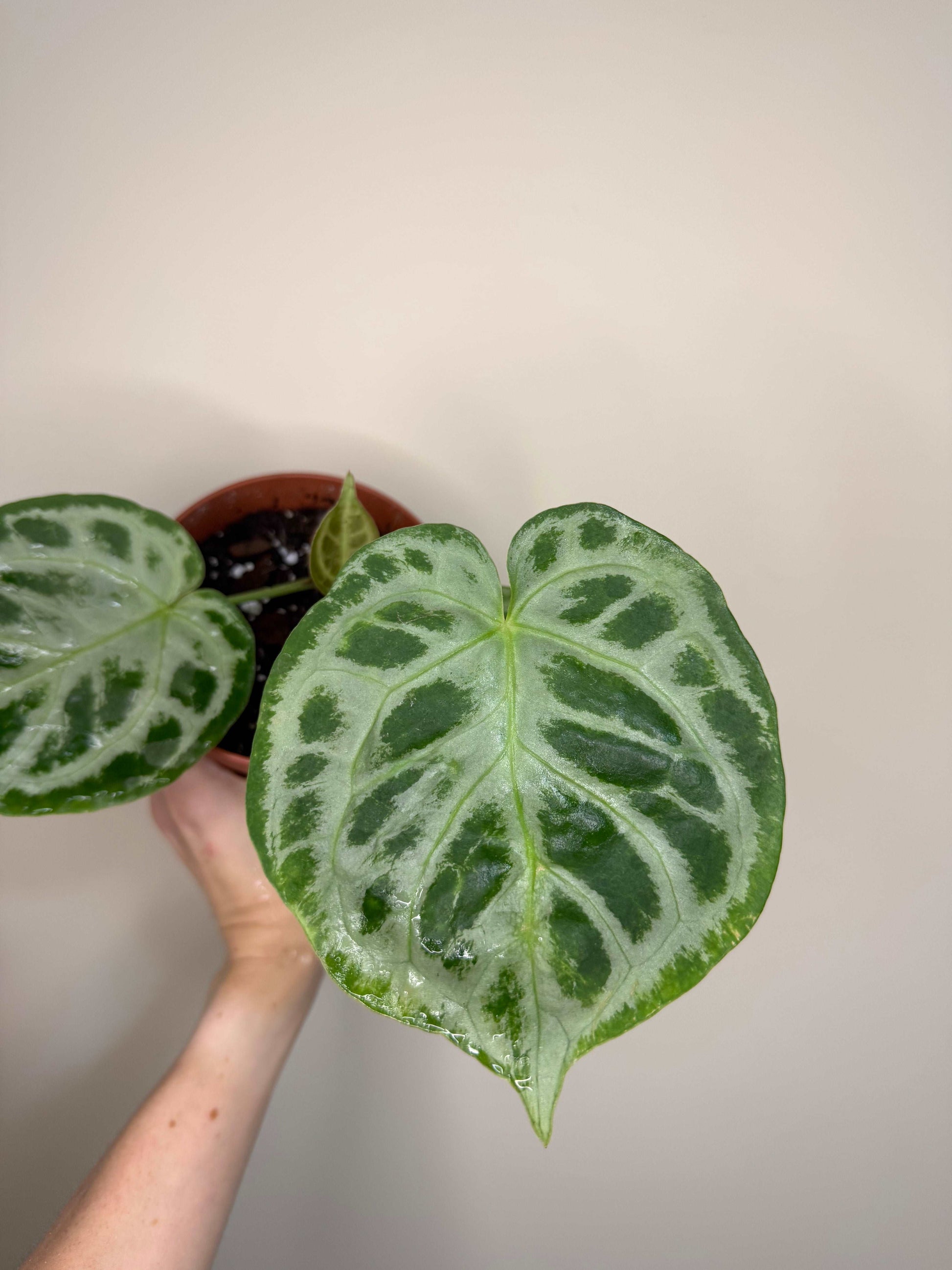 Anthurium Silver Blush