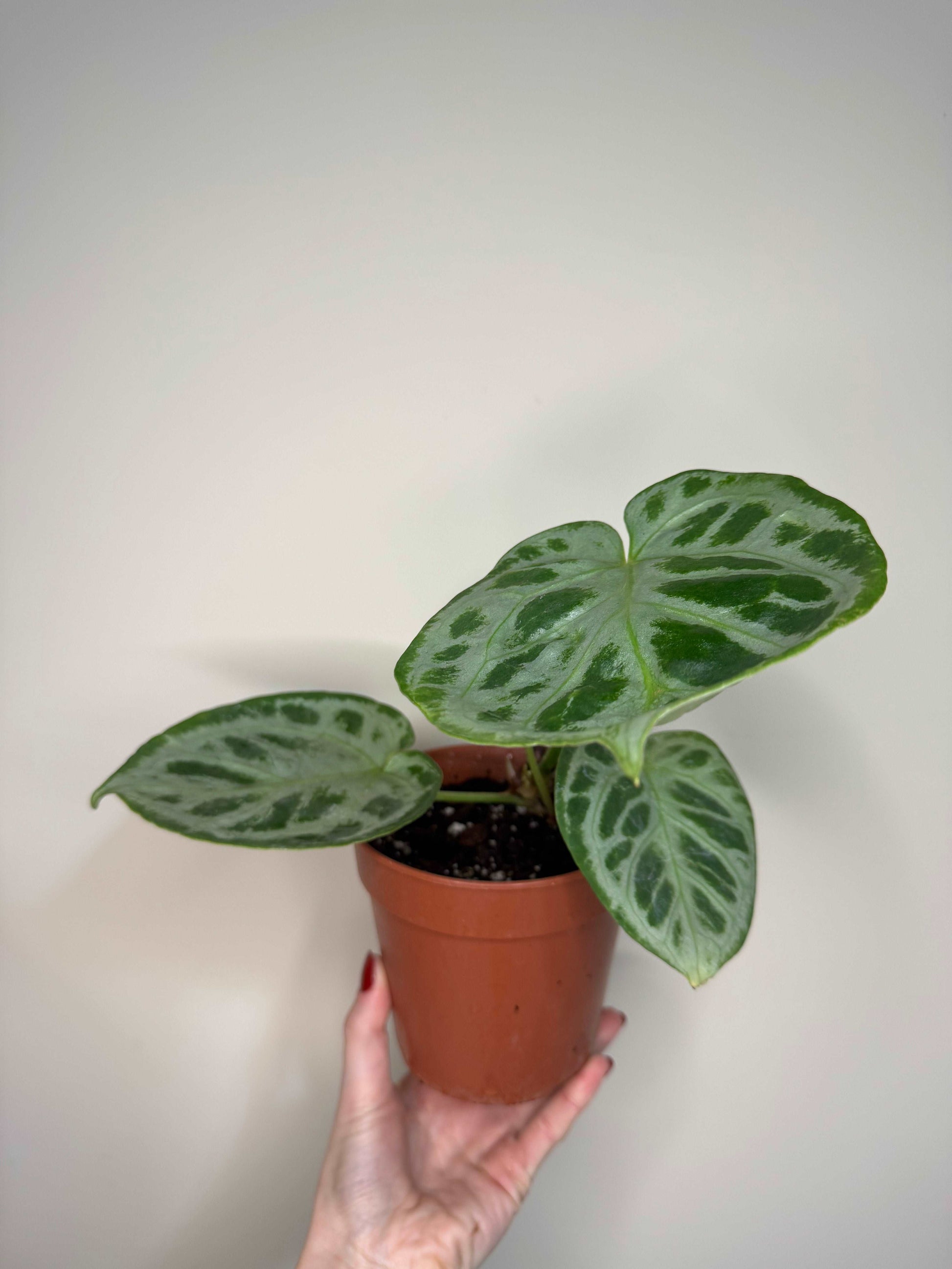 Anthurium Silver Blush