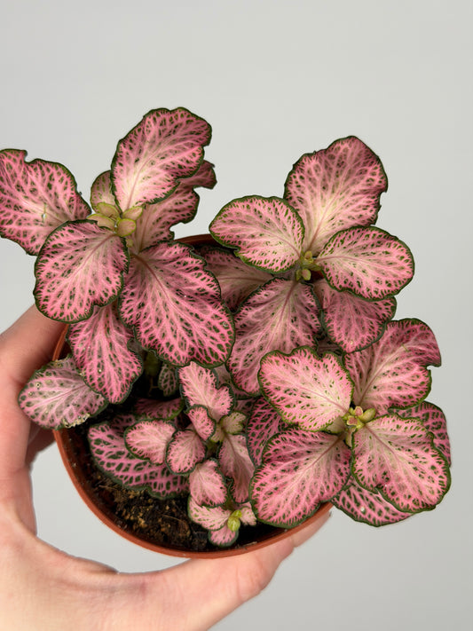 Fittonia Pink 'Forest Flame' Fittonia Tropical Corner