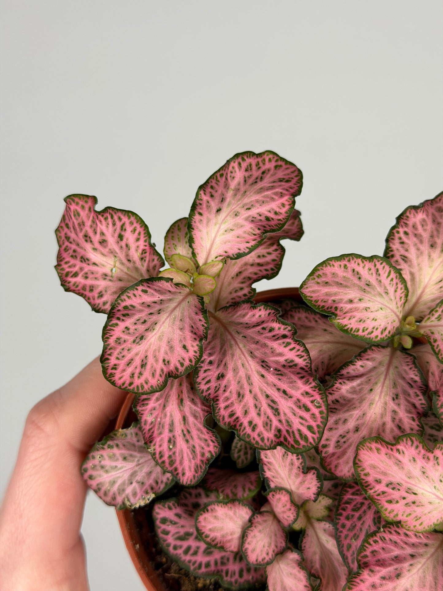 Fittonia Pink 'Forest Flame' Fittonia Tropical Corner