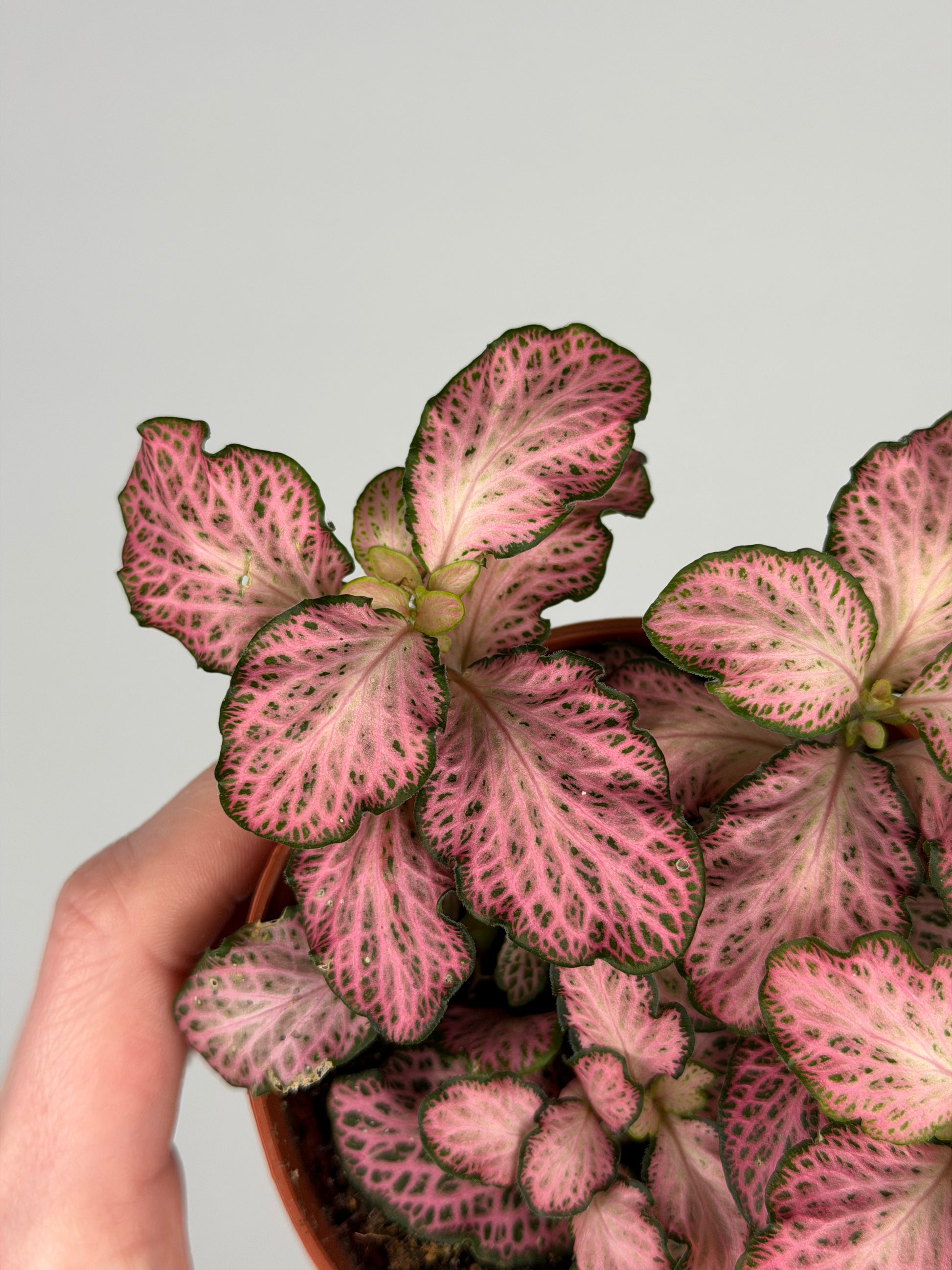 Fittonia Pink 'Forest Flame' Fittonia Tropical Corner