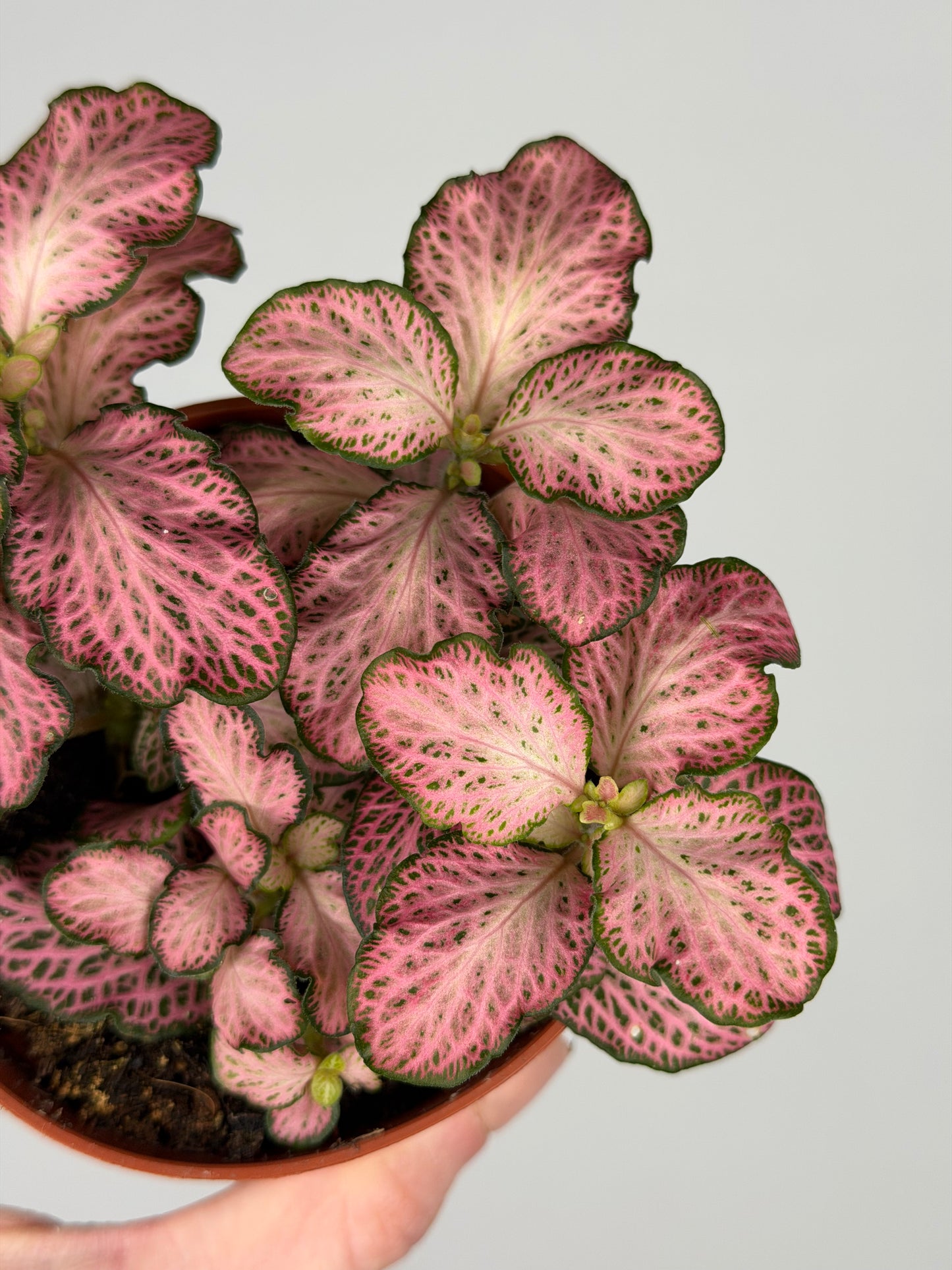 Fittonia Pink 'Forest Flame' Fittonia Tropical Corner