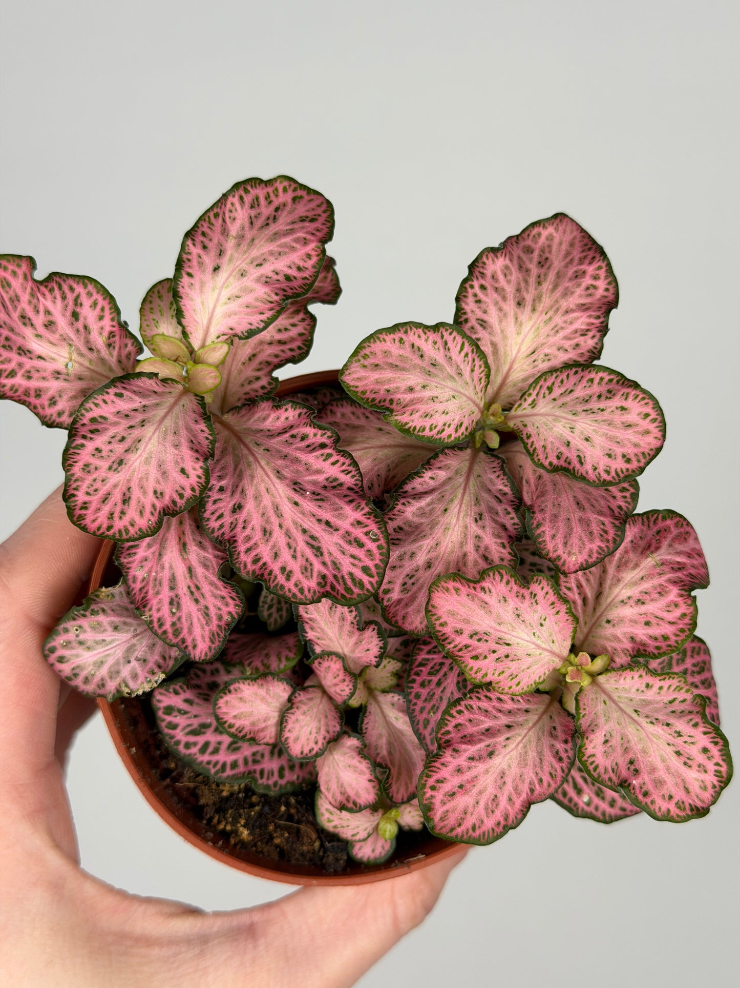 Fittonia Pink 'Forest Flame' Fittonia Tropical Corner