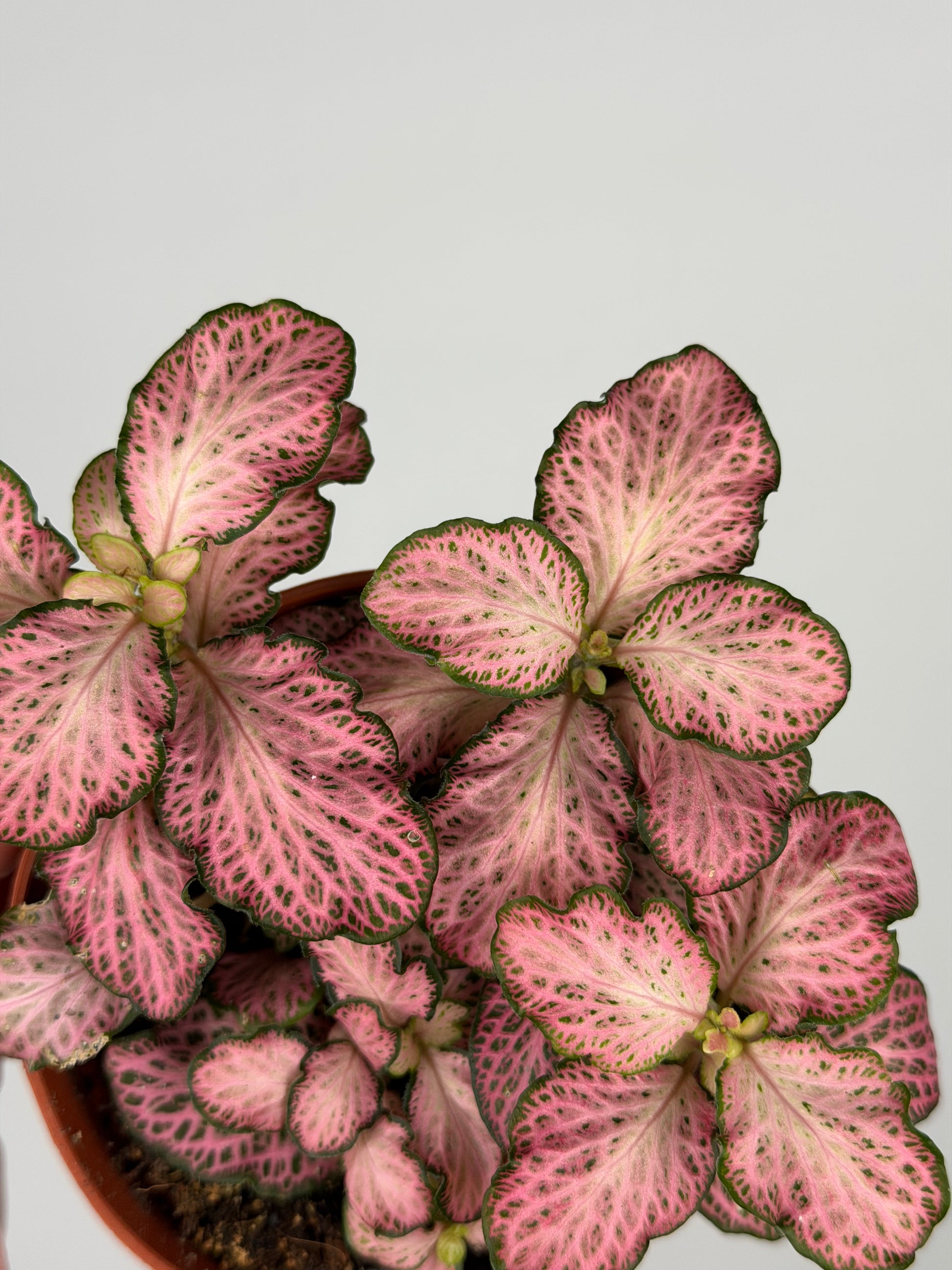 Fittonia Pink 'Forest Flame' Fittonia Tropical Corner