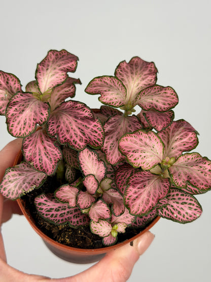 Fittonia Pink 'Forest Flame' Fittonia Tropical Corner
