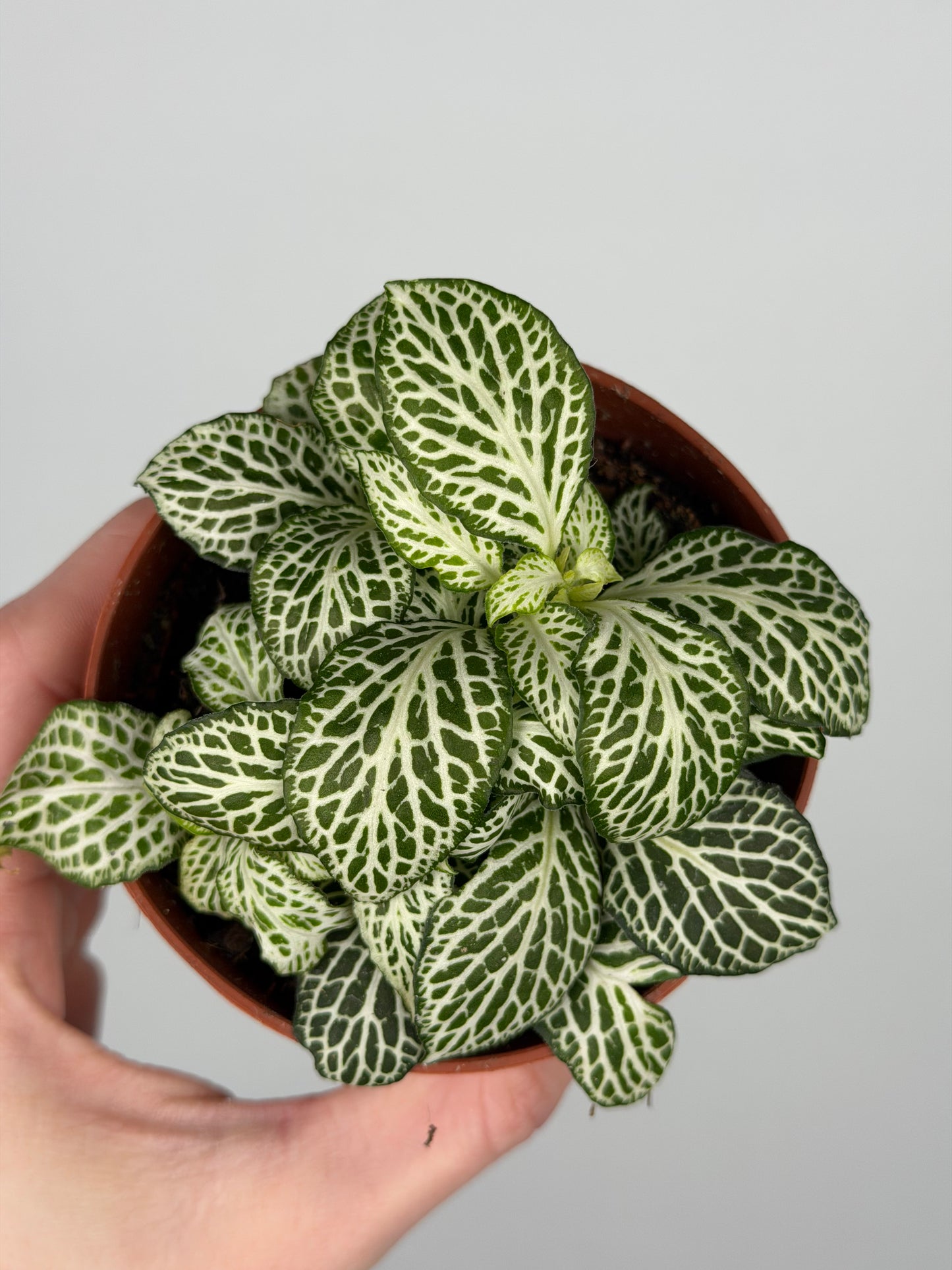 Fittonia 'White Joly Josan' Fittonia Tropical Corner