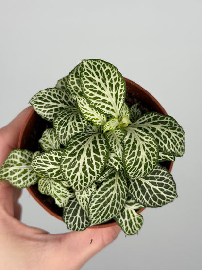 Fittonia 'White Joly Josan' Fittonia Tropical Corner