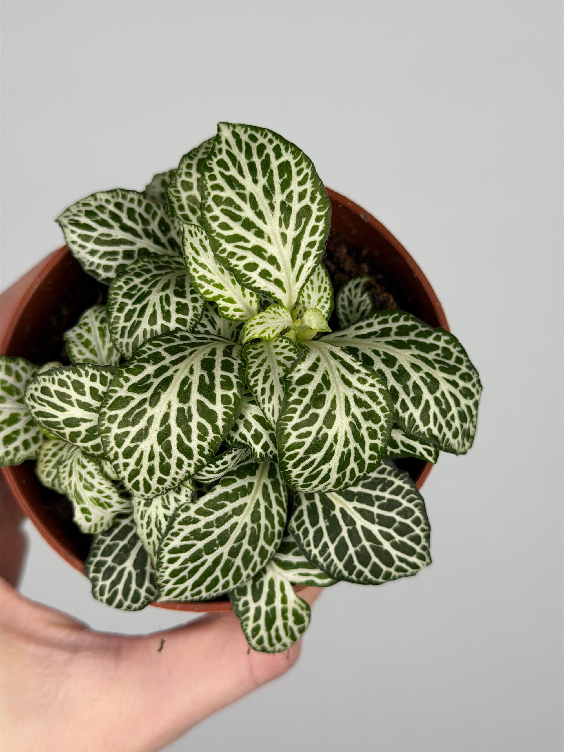 Fittonia 'White Joly Josan' Fittonia Tropical Corner