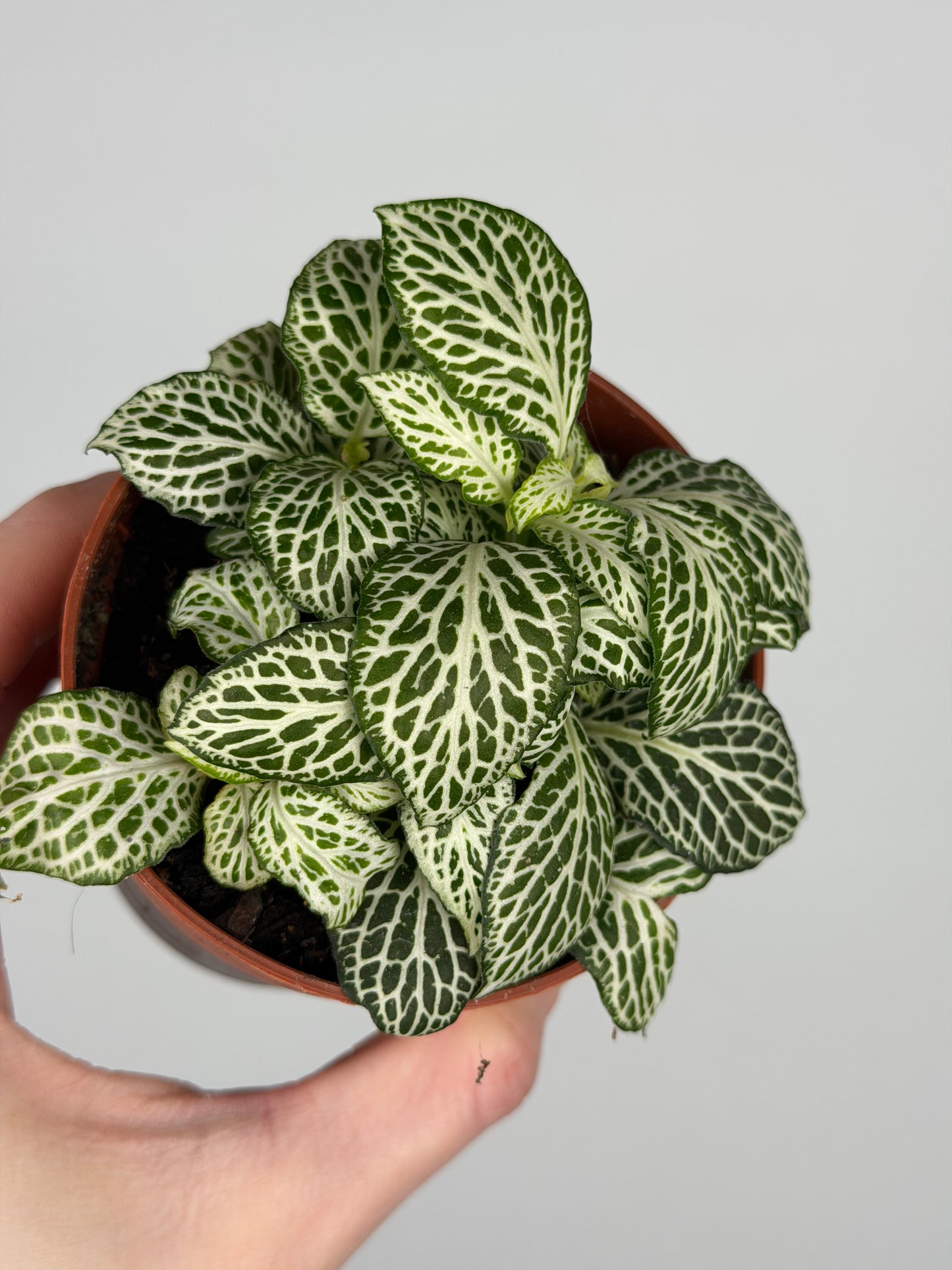 Fittonia 'White Joly Josan' Fittonia Tropical Corner