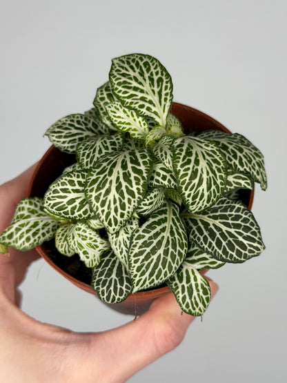 Fittonia 'White Joly Josan' Fittonia Tropical Corner