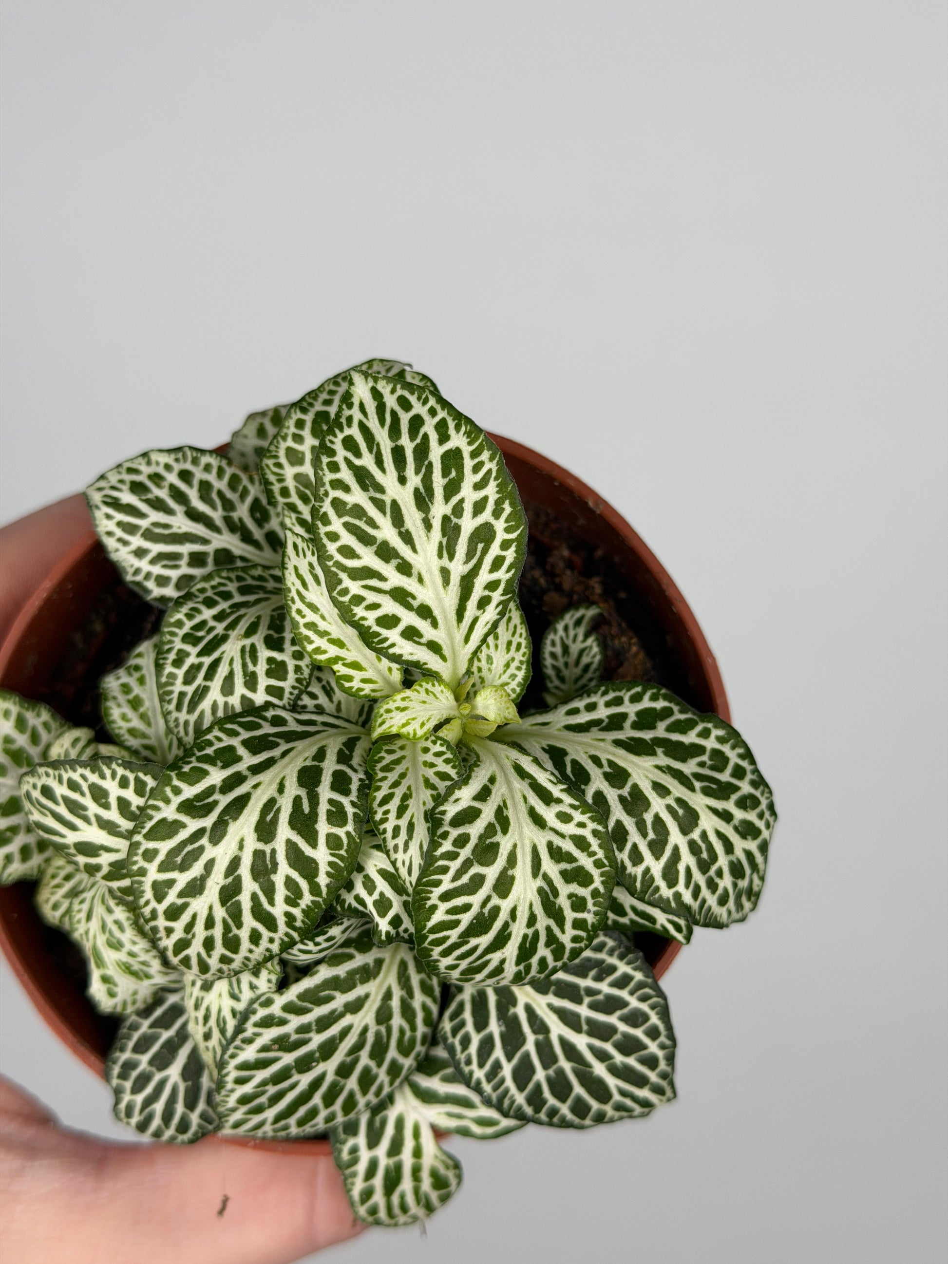 Fittonia 'White Joly Josan' Fittonia Tropical Corner