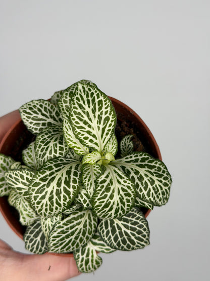 Fittonia 'White Joly Josan' Fittonia Tropical Corner