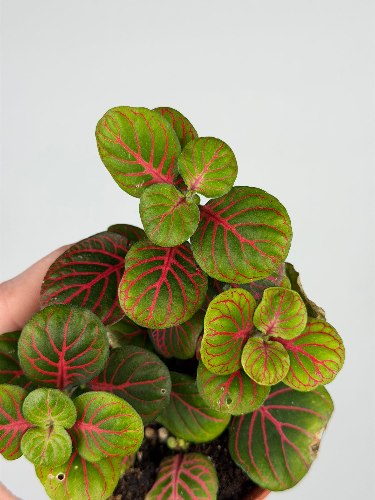 Fittonia 'Bubble Red' Fittonia Tropical Corner