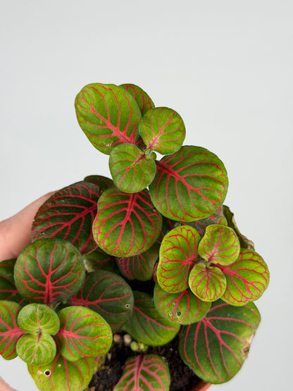 Fittonia 'Bubble Red' Fittonia Tropical Corner