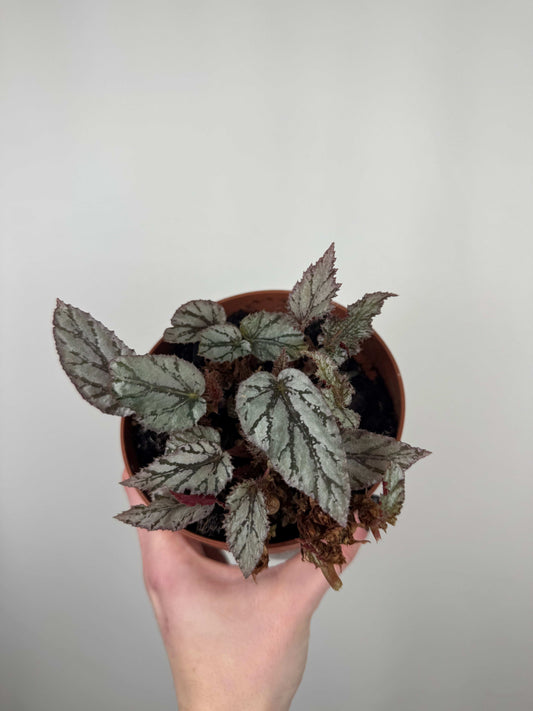 Begonia Rex “Arctic Breeze” | Azzurra