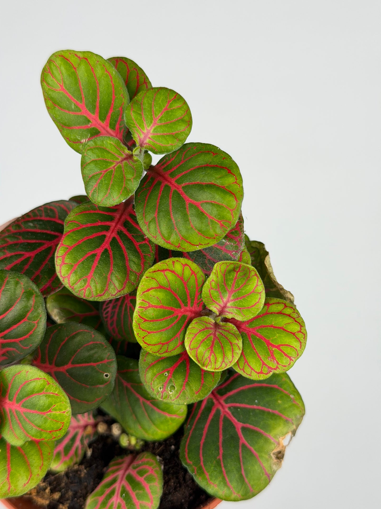 Fittonia 'Bubble Red' Fittonia Tropical Corner