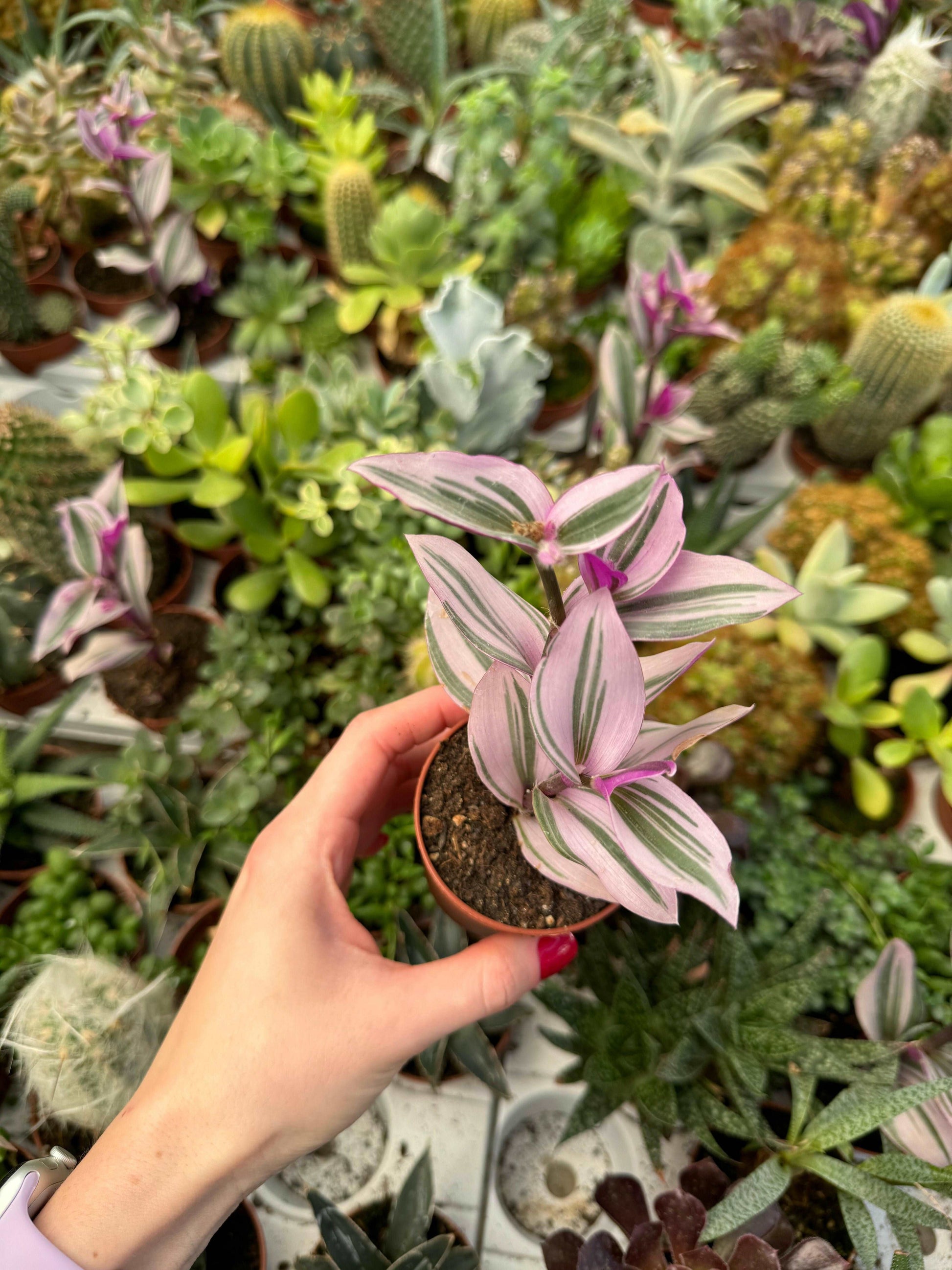 Box 10 Baby Succulente