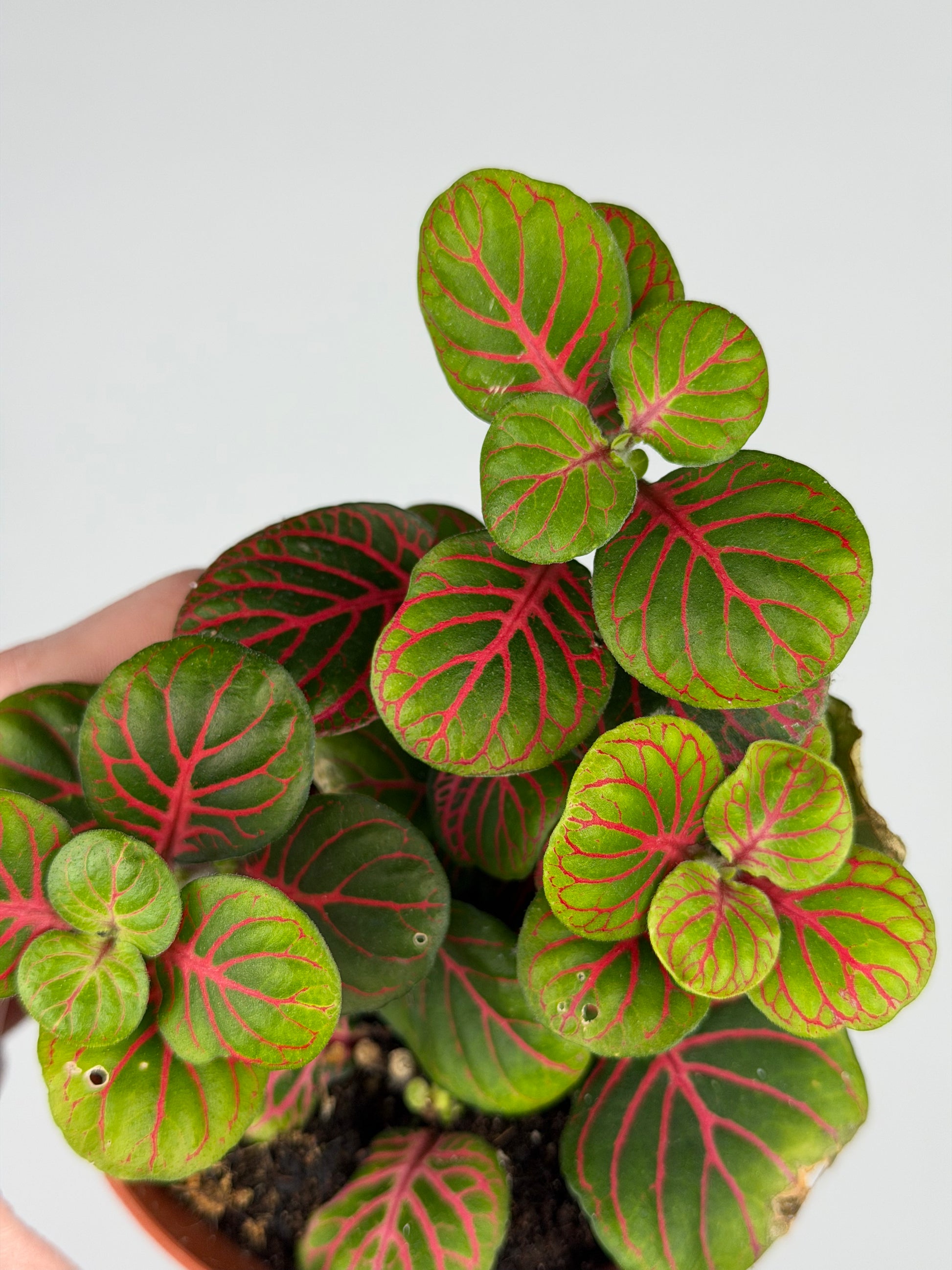 Fittonia 'Bubble Red' Fittonia Tropical Corner