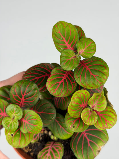 Fittonia 'Bubble Red' Fittonia Tropical Corner