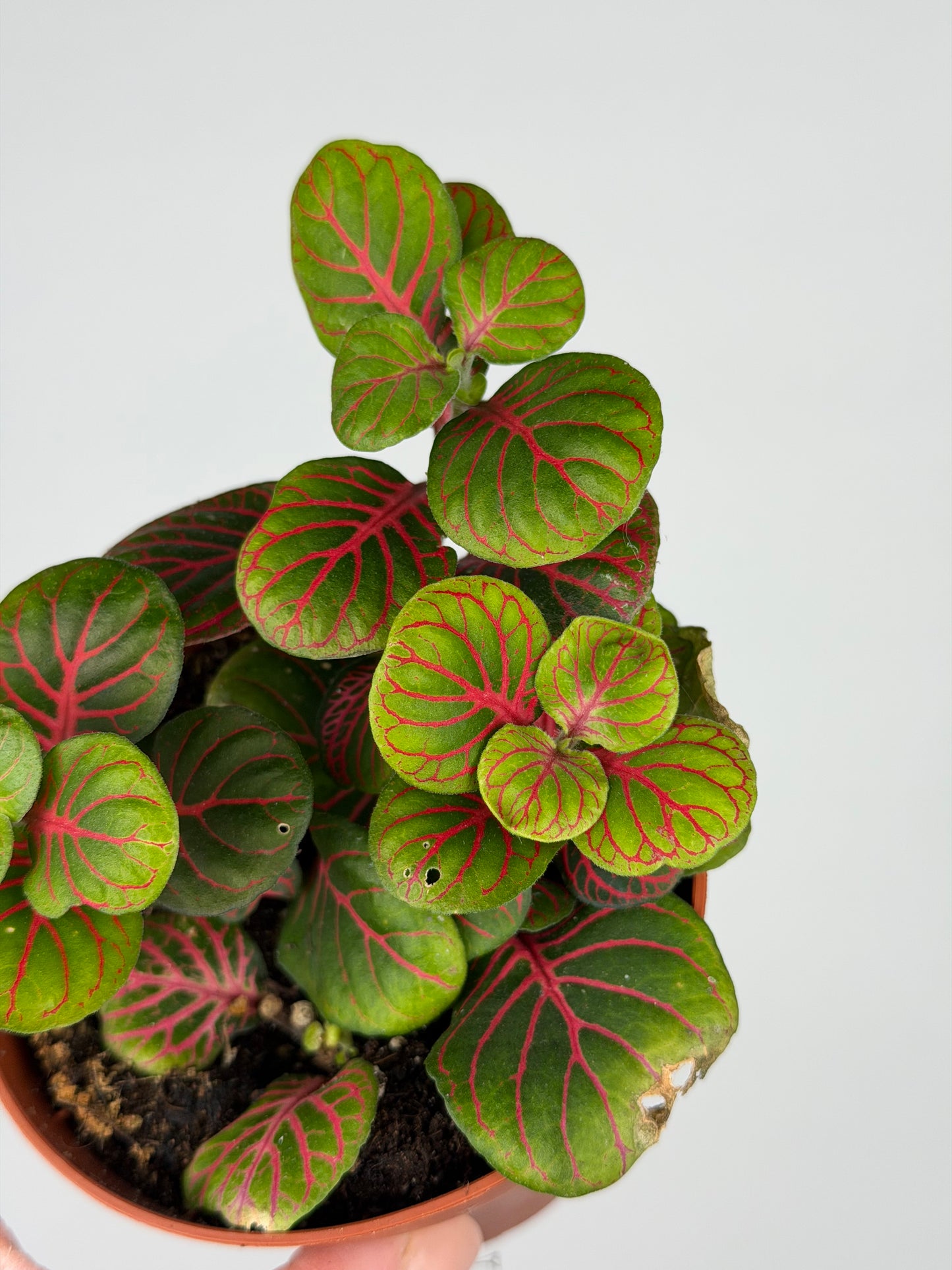 Fittonia 'Bubble Red' Fittonia Tropical Corner