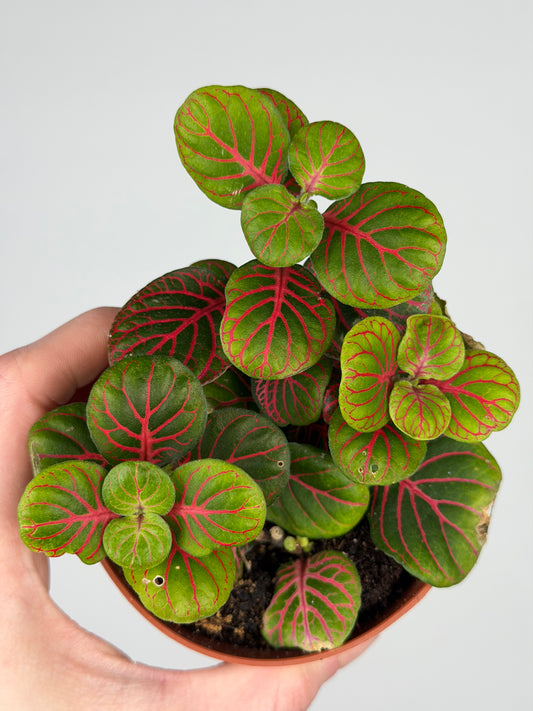 Fittonia 'Bubble Red' Fittonia Tropical Corner
