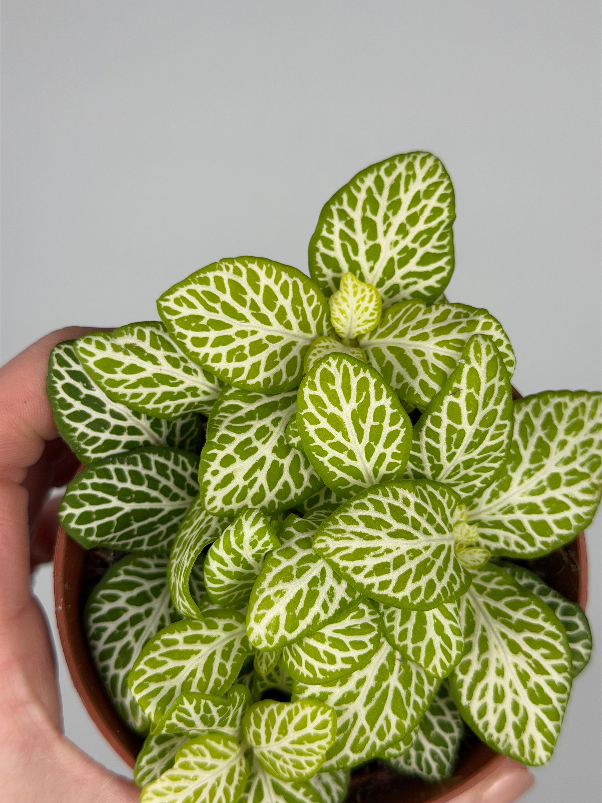 Fittonia 'Joly Lemon' Fittonia Tropical Corner