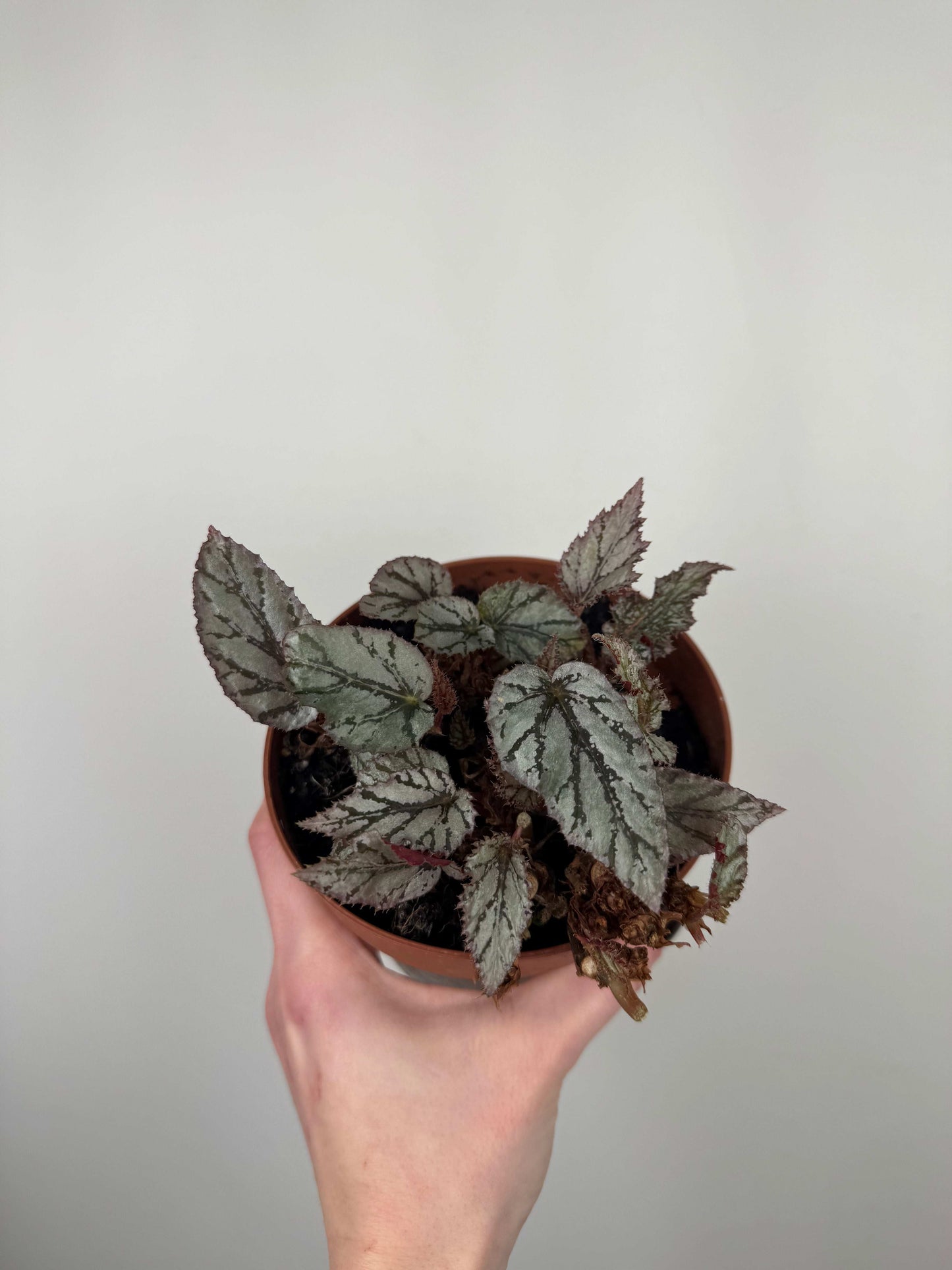 Begonia Rex “Arctic Breeze” | Azzurra