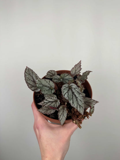 Begonia Rex “Arctic Breeze” | Azzurra