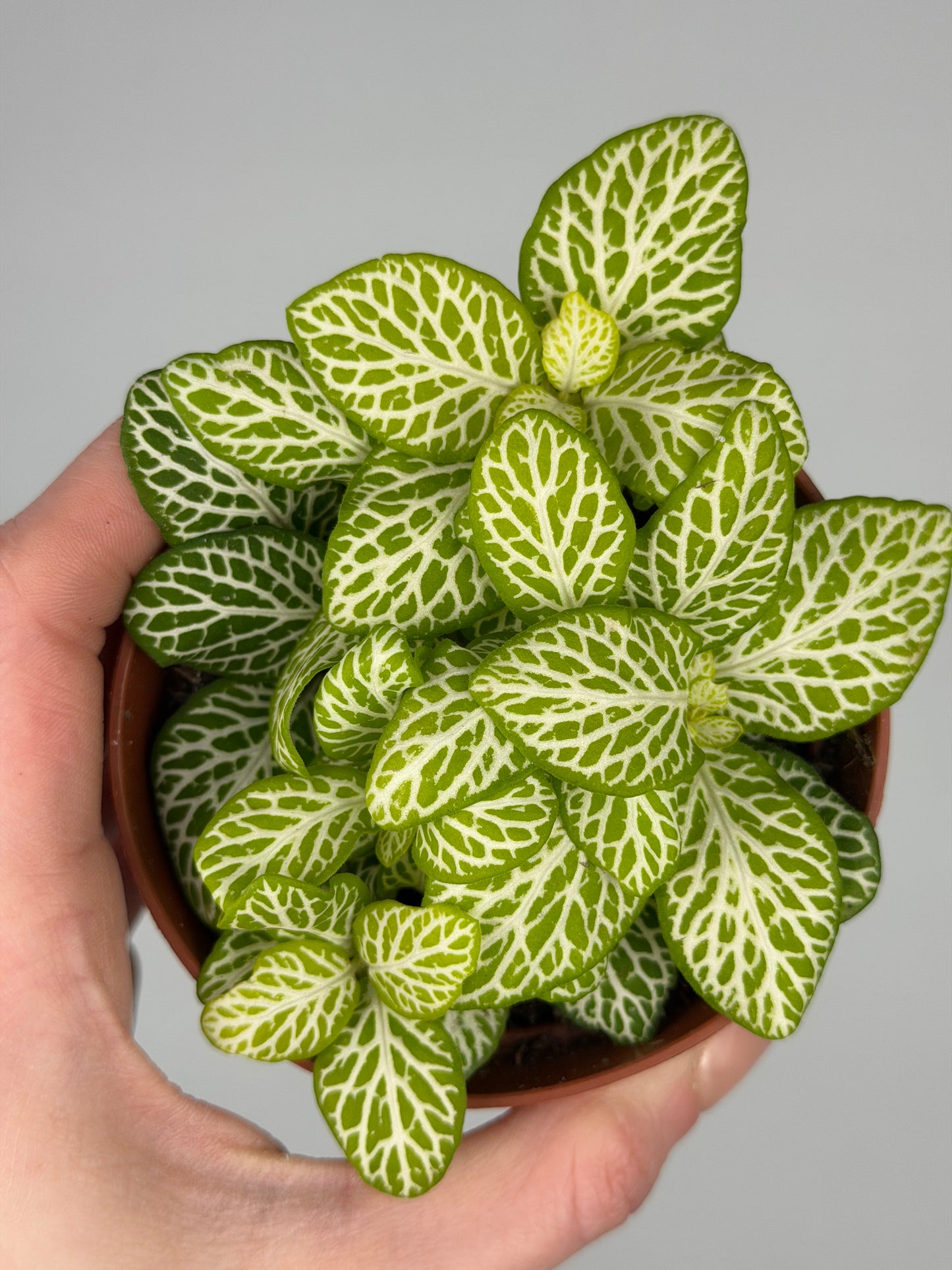 Fittonia 'Joly Lemon' Fittonia Tropical Corner