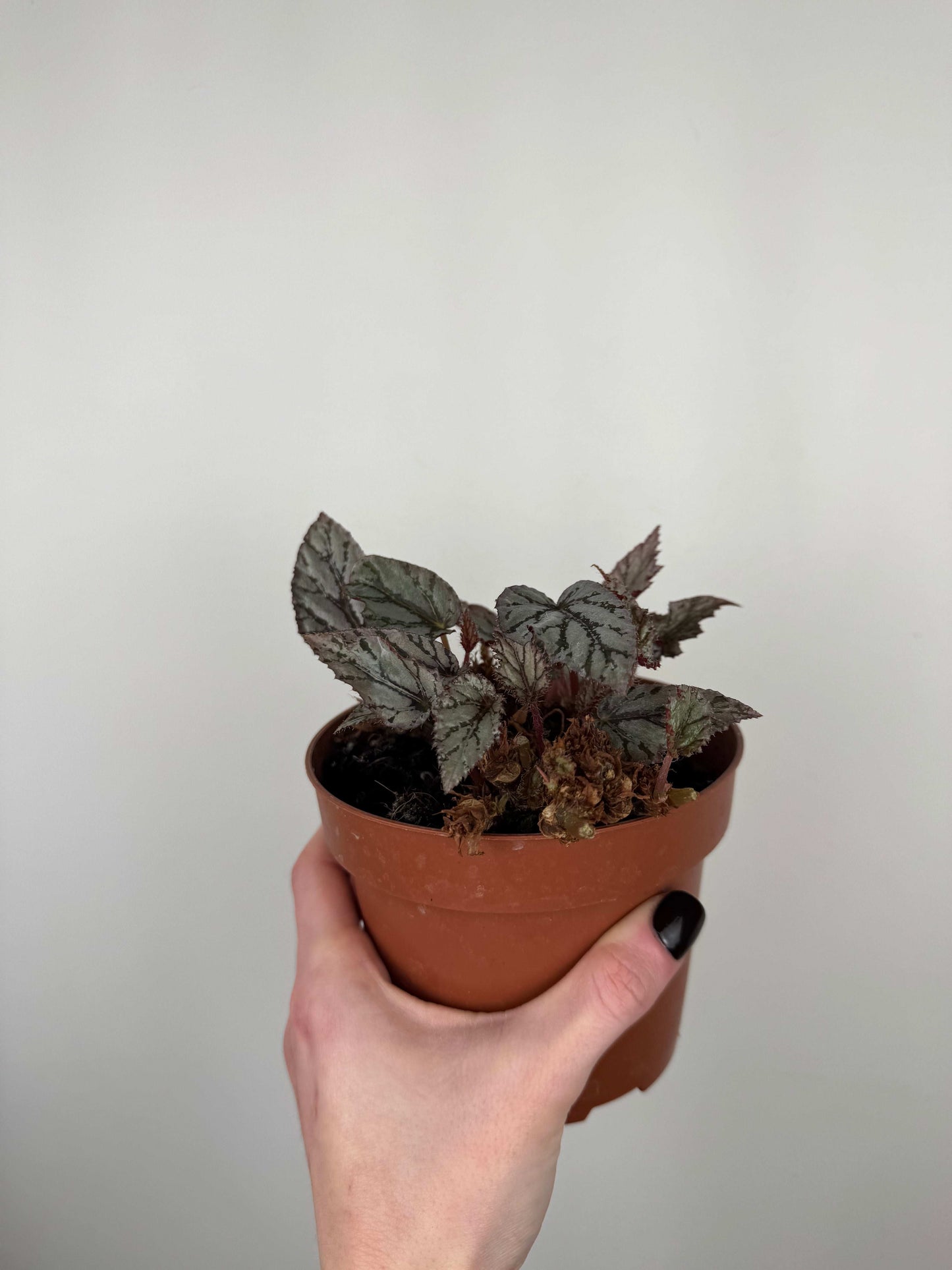 Begonia Rex “Arctic Breeze” | Azzurra