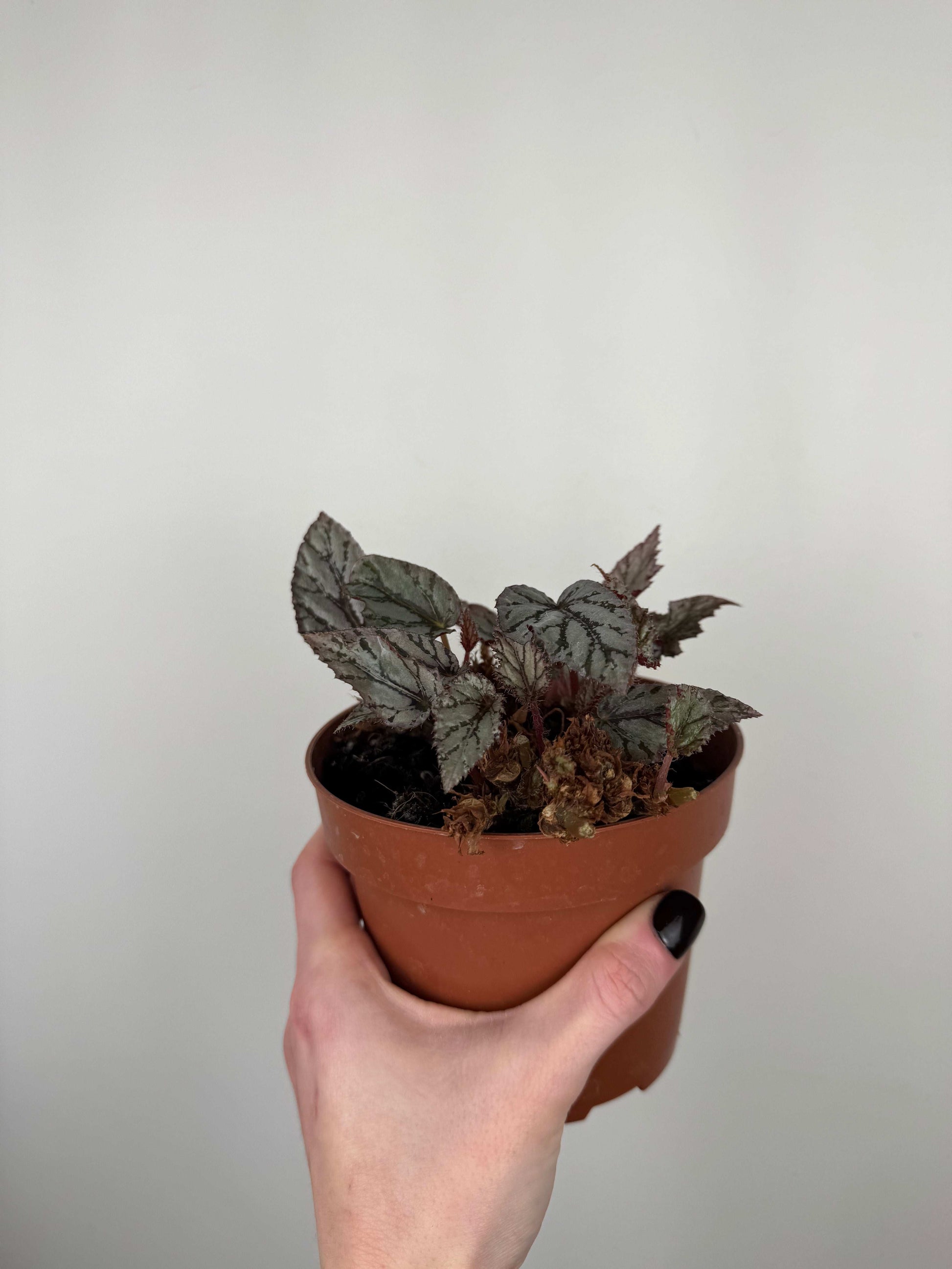 Begonia Rex “Arctic Breeze” | Azzurra