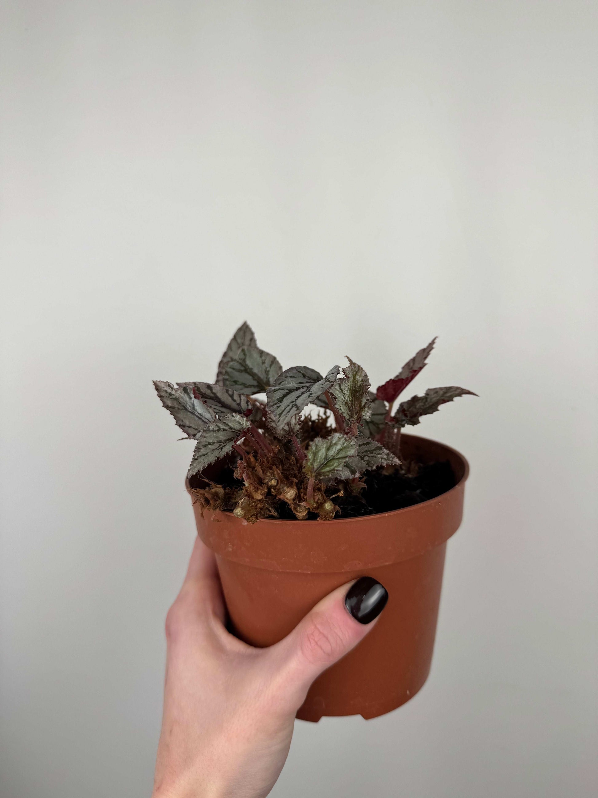 Begonia Rex “Arctic Breeze” | Azzurra