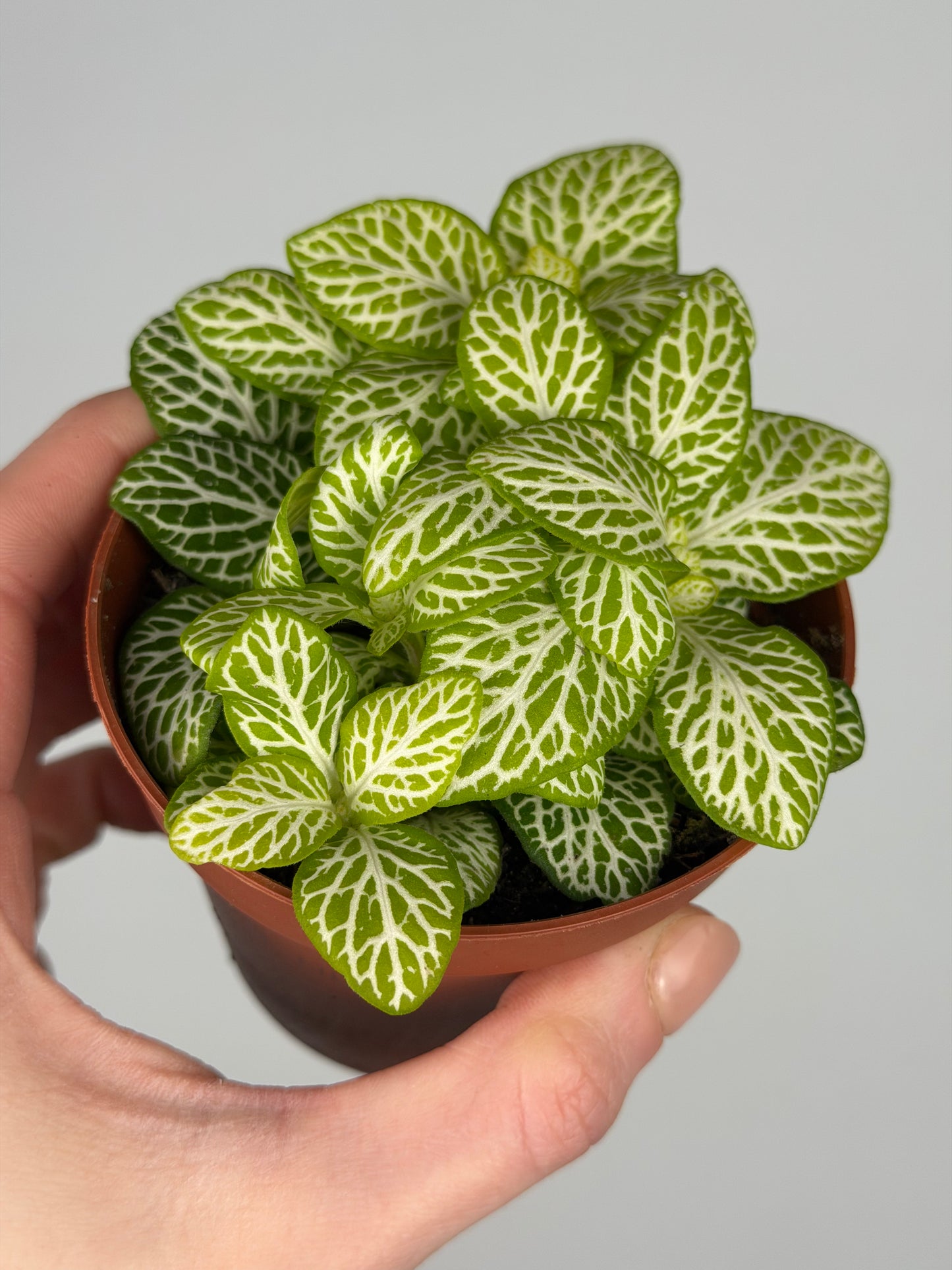 Fittonia 'Joly Lemon' Fittonia Tropical Corner