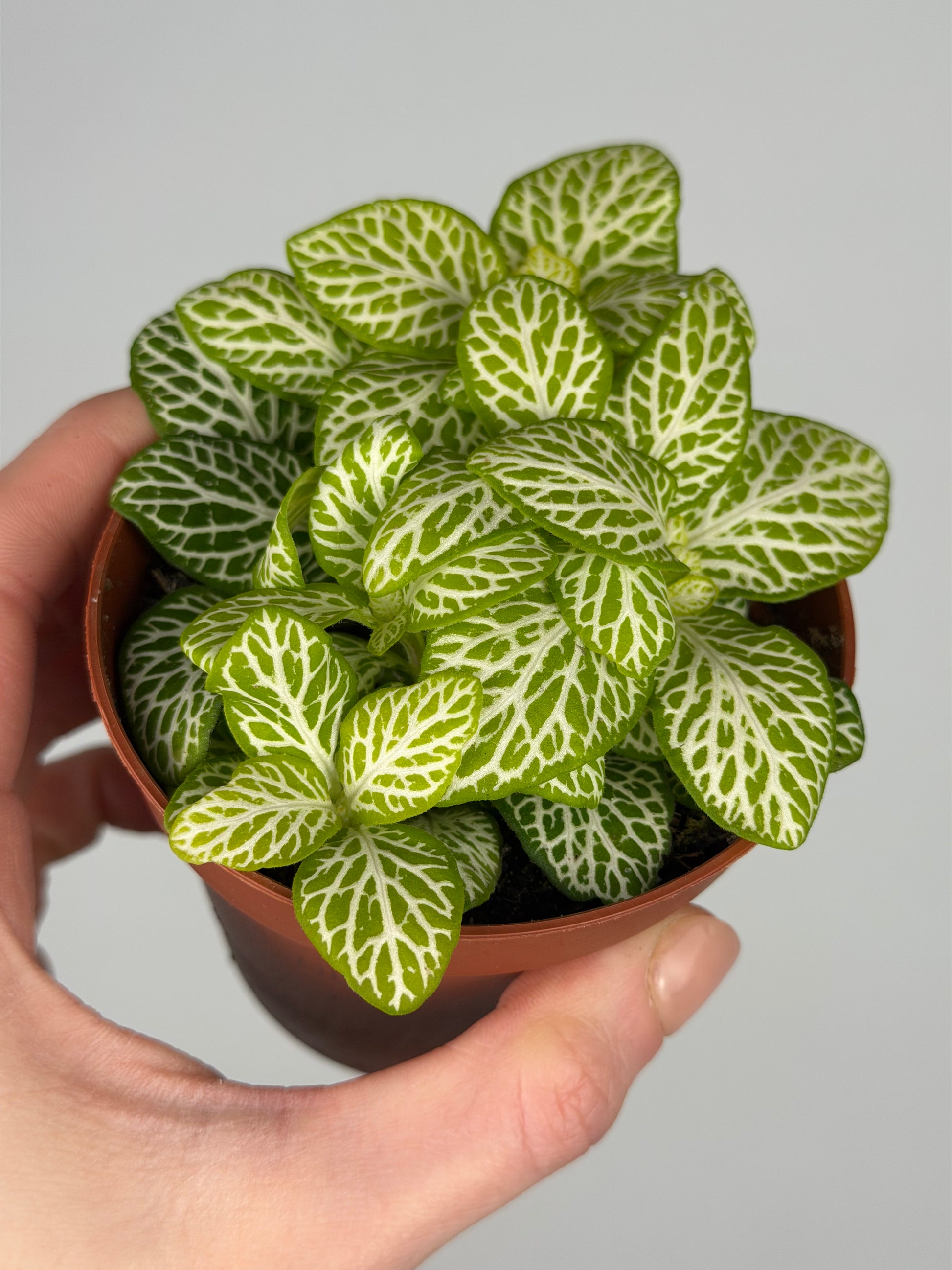 Fittonia 'Joly Lemon' Fittonia Tropical Corner