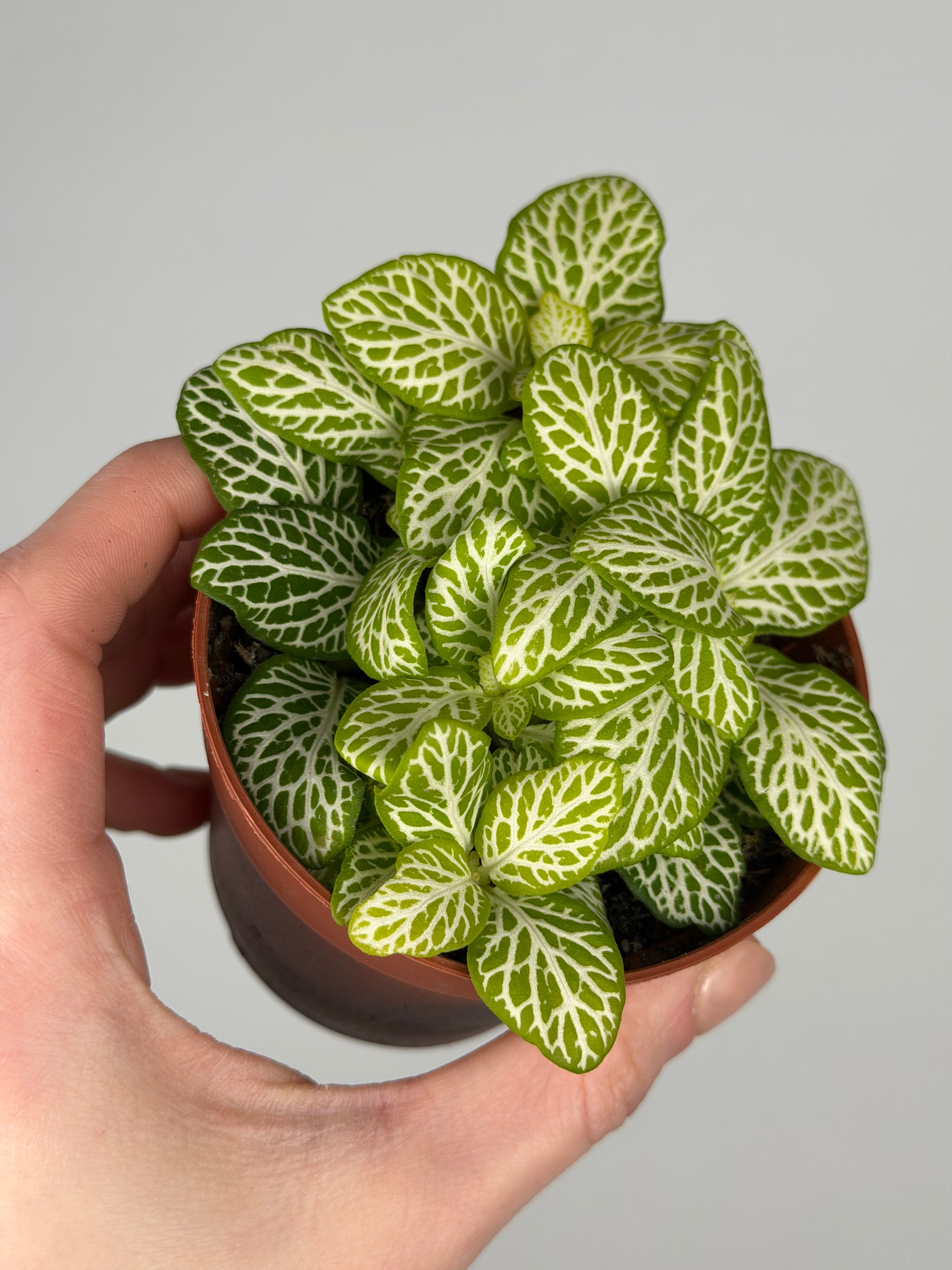 Fittonia 'Joly Lemon' Fittonia Tropical Corner