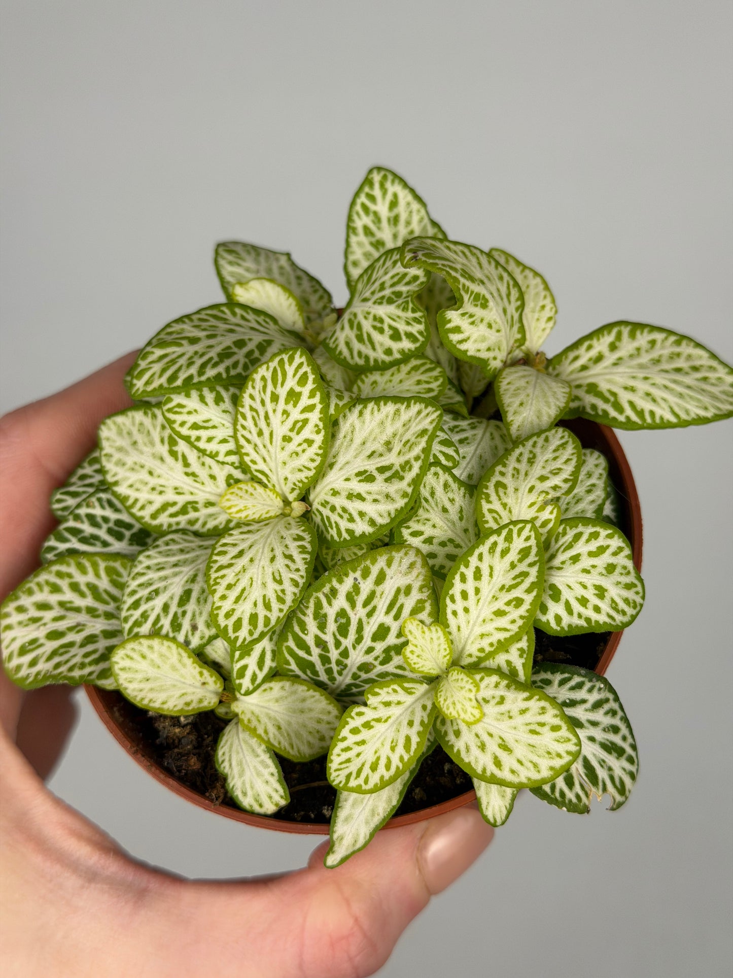 Fittonia 'Joly Lemon' Fittonia Tropical Corner
