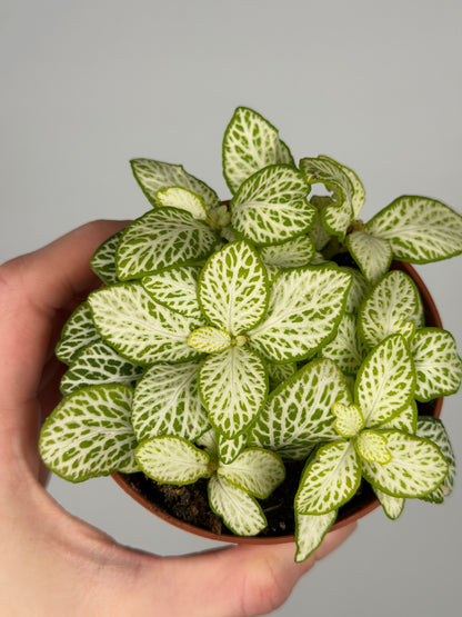 Fittonia 'Joly Lemon' Fittonia Tropical Corner