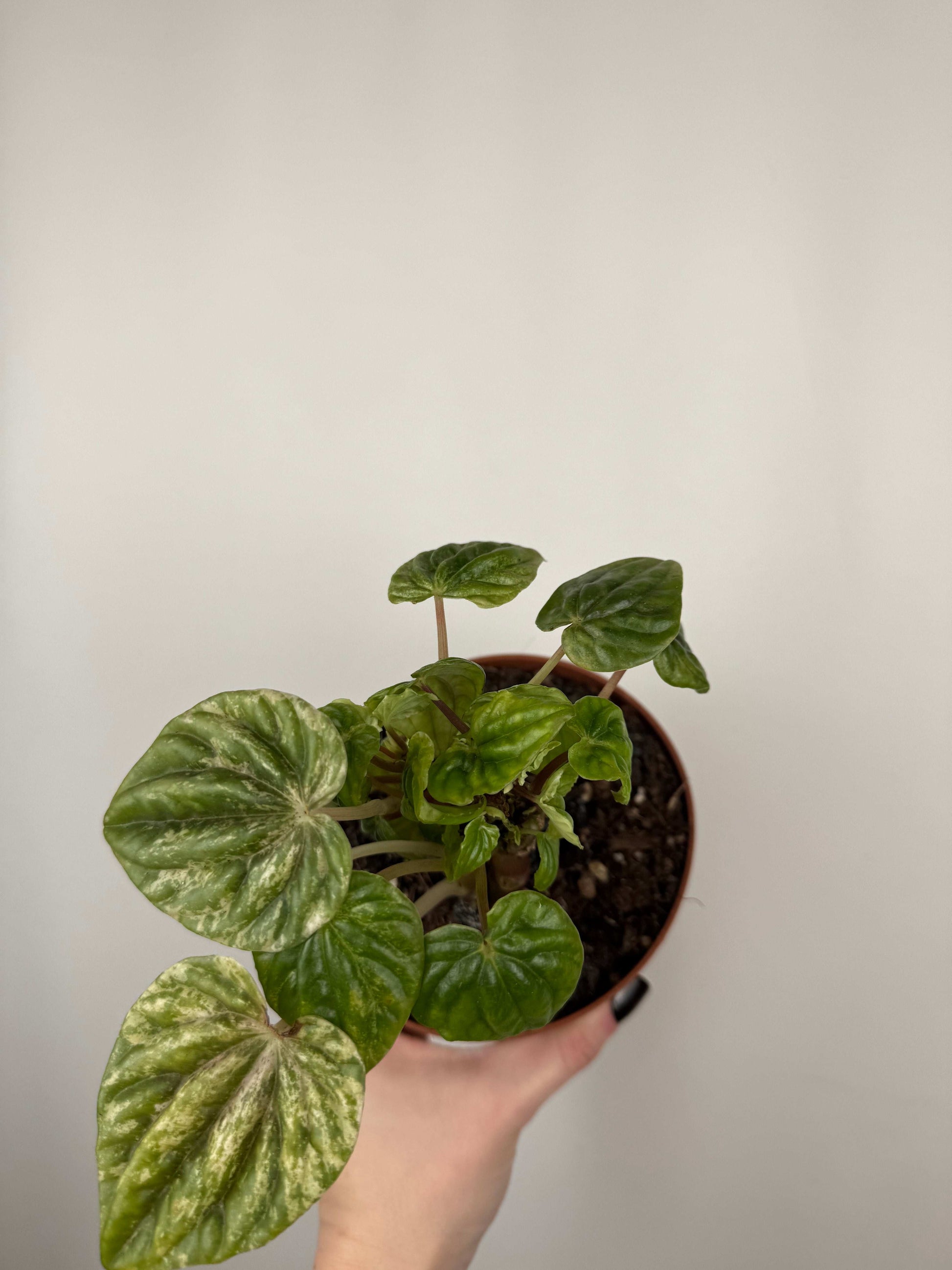 Peperomia Caperata “Buenos Aires” | Dafne