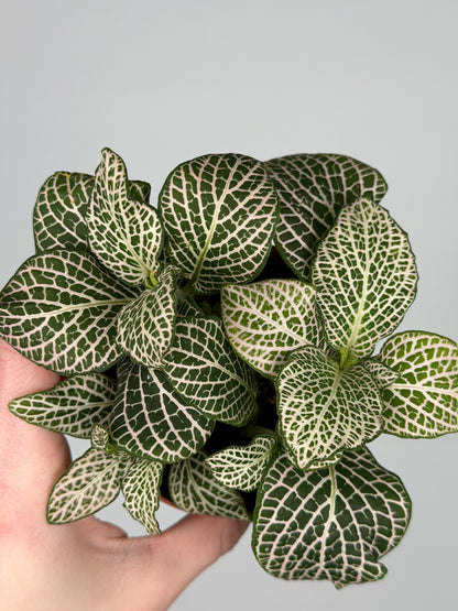 Fittonia 'Purple Angel' Fittonia Tropical Corner