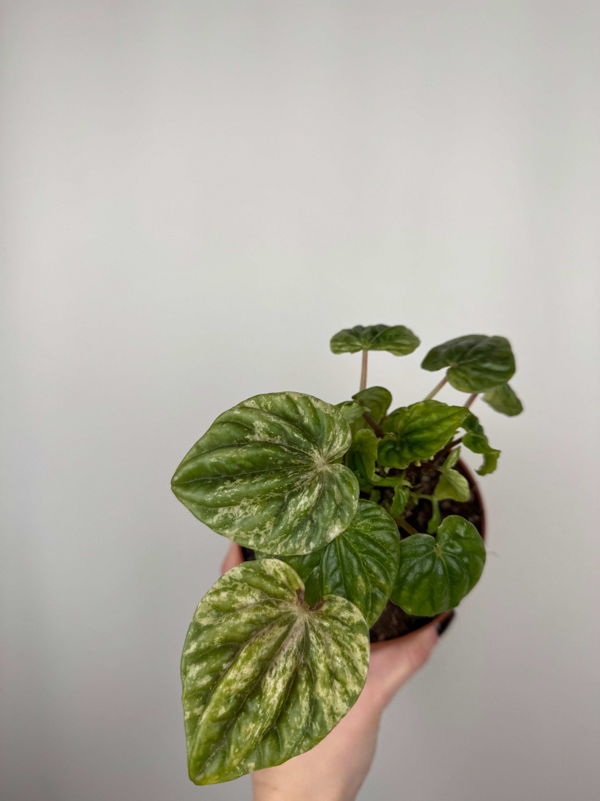 Peperomia Caperata “Buenos Aires” | Dafne
