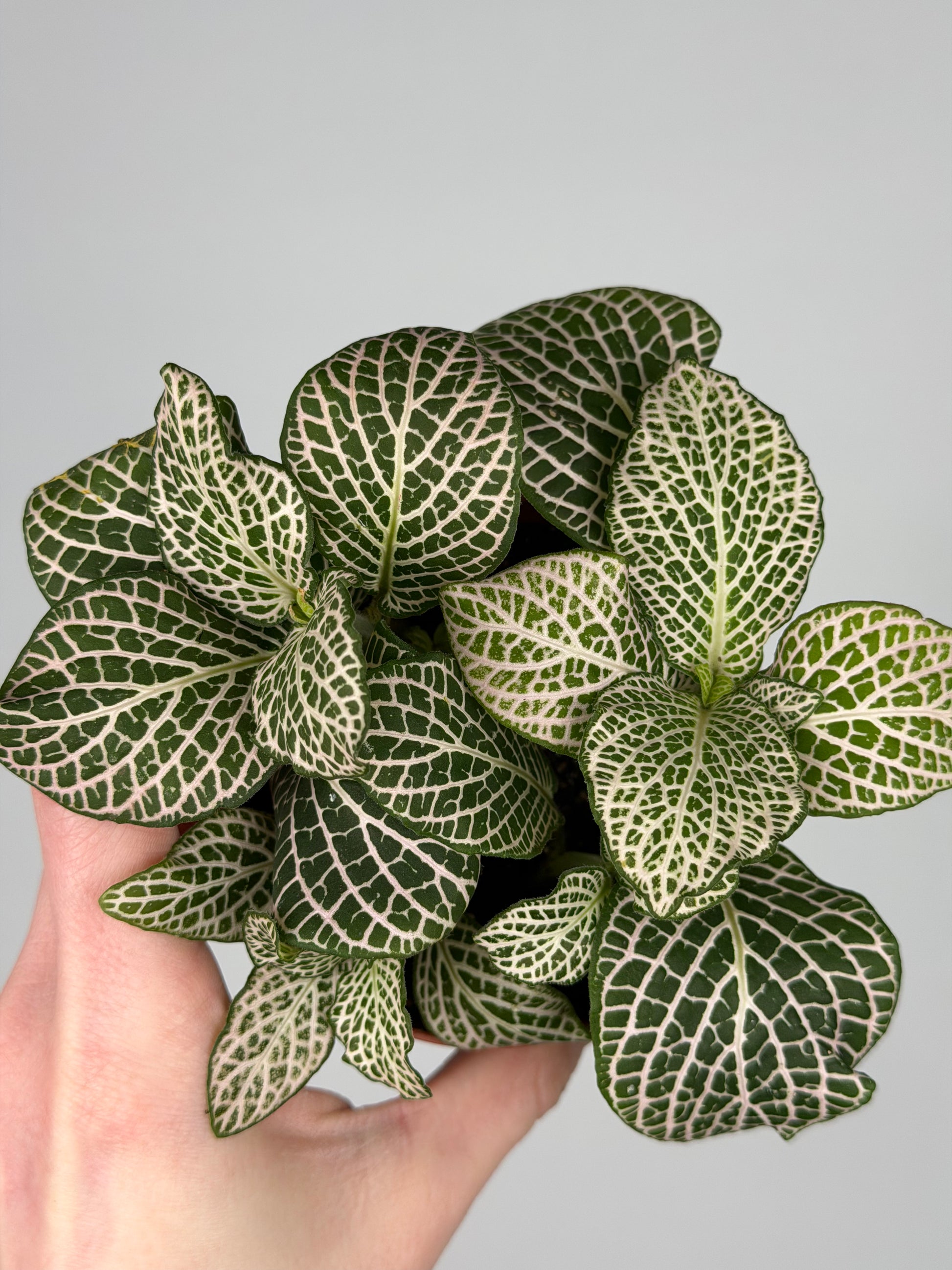 Fittonia 'Purple Angel' Fittonia Tropical Corner