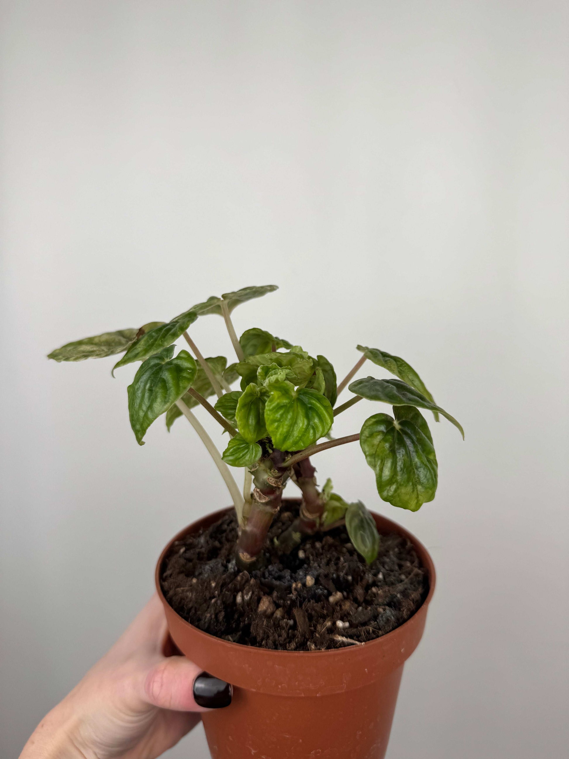 Peperomia Caperata “Buenos Aires” | Dafne