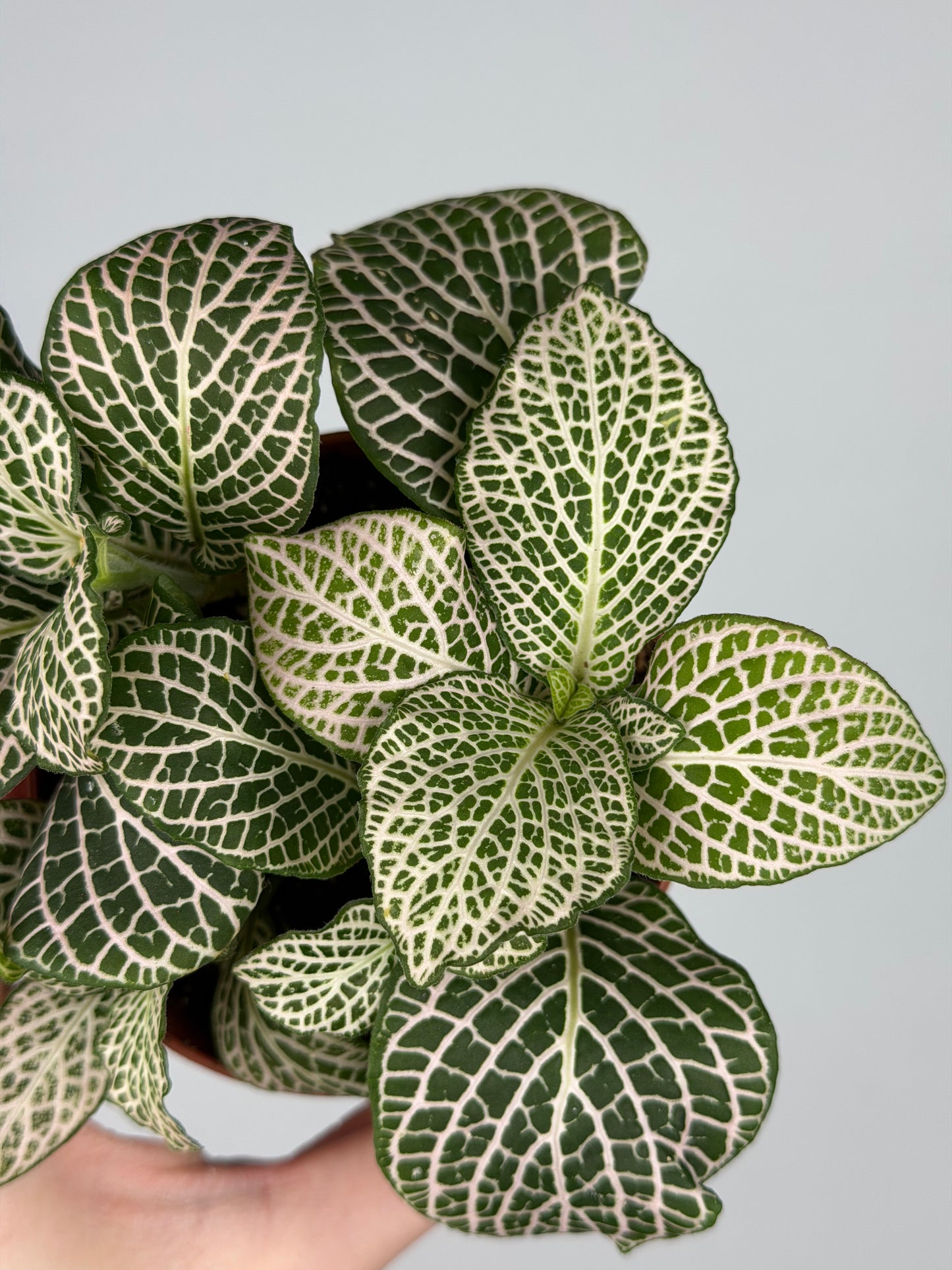 Fittonia 'Purple Angel' Fittonia Tropical Corner