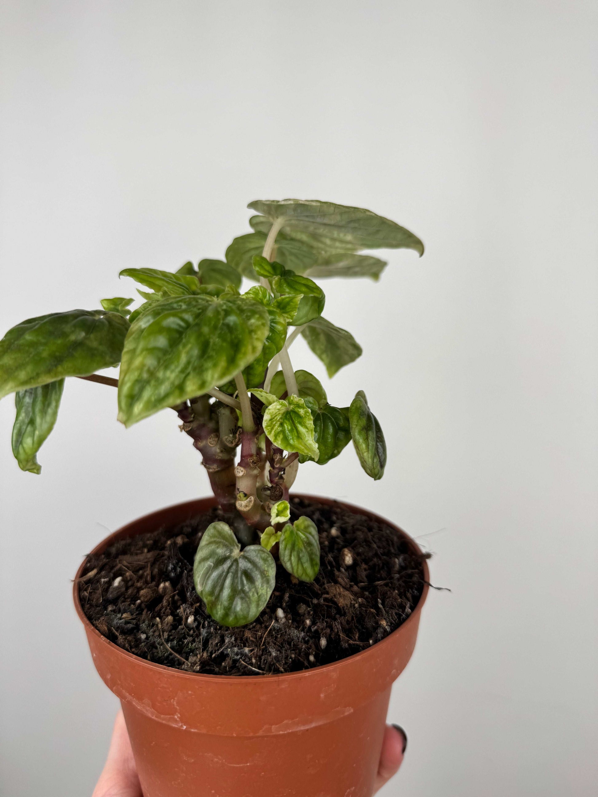 Peperomia Caperata “Buenos Aires” | Dafne